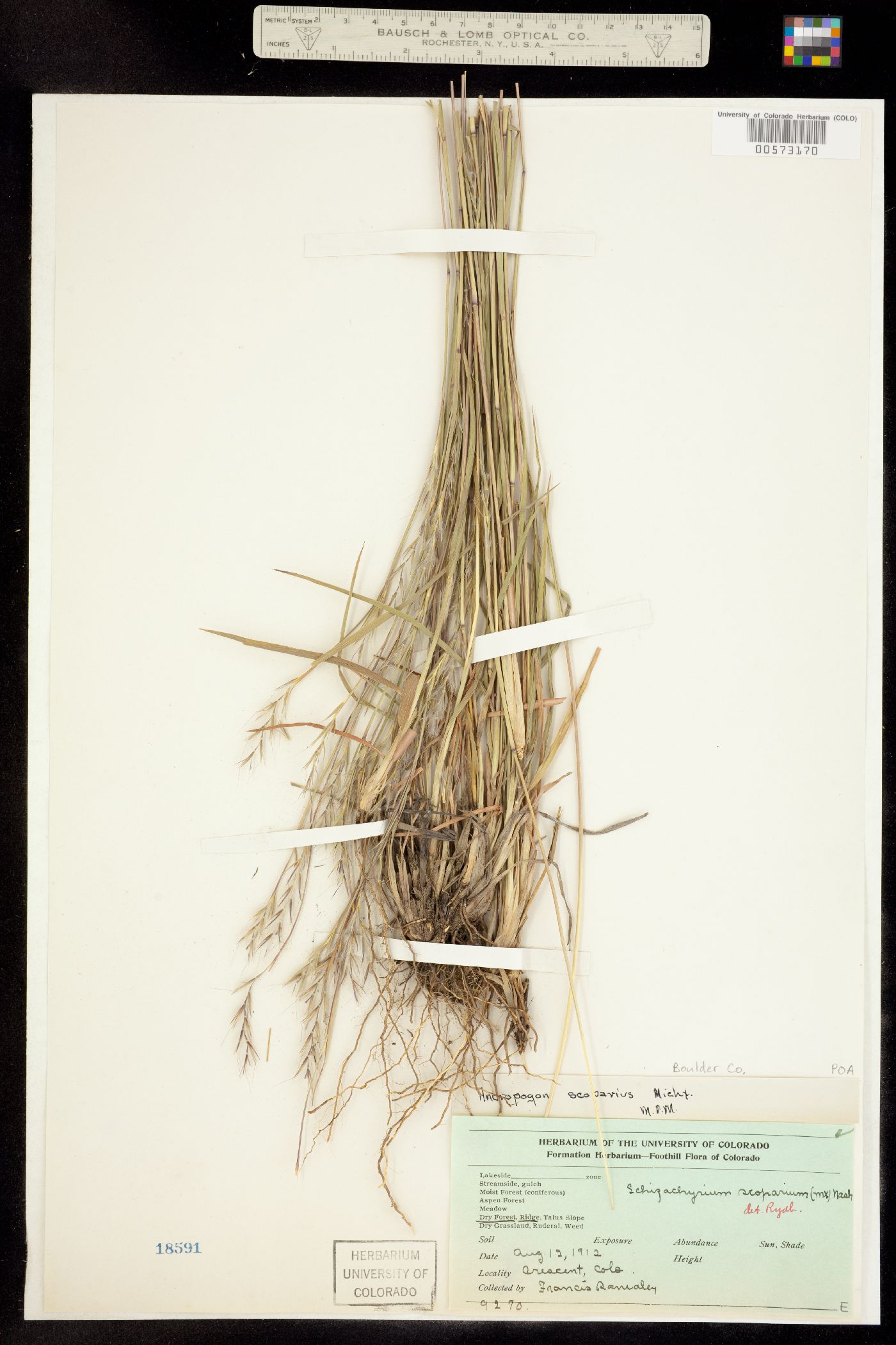 Schizachyrium scoparium image