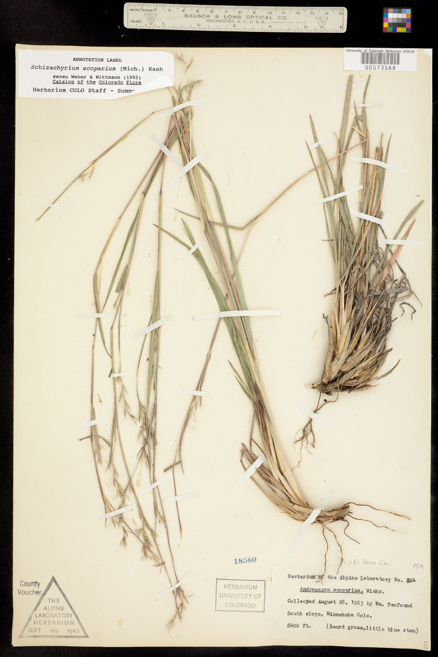 Schizachyrium scoparium image