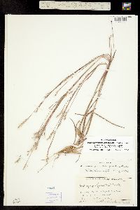 Image of Schizachyrium scoparium