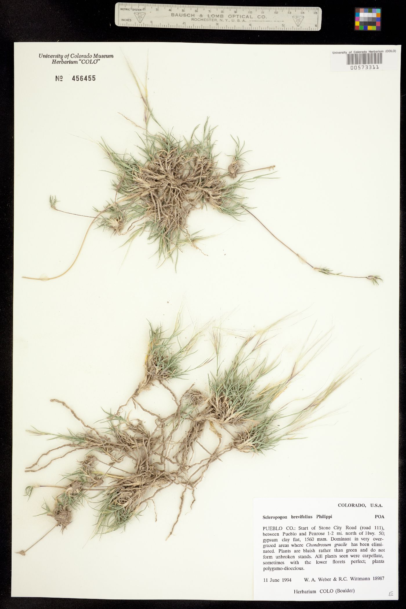 Scleropogon brevifolius image
