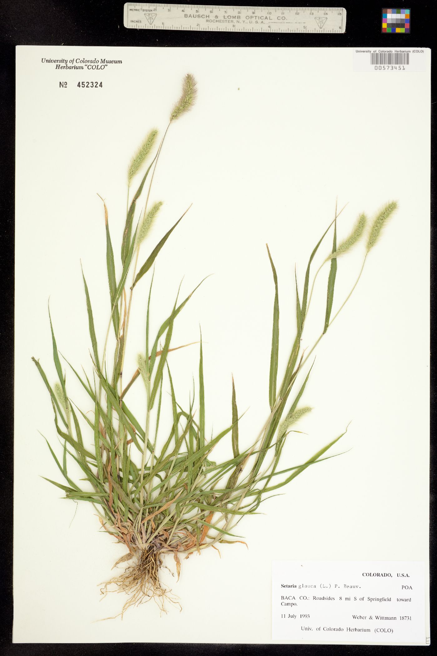 Setaria glauca image