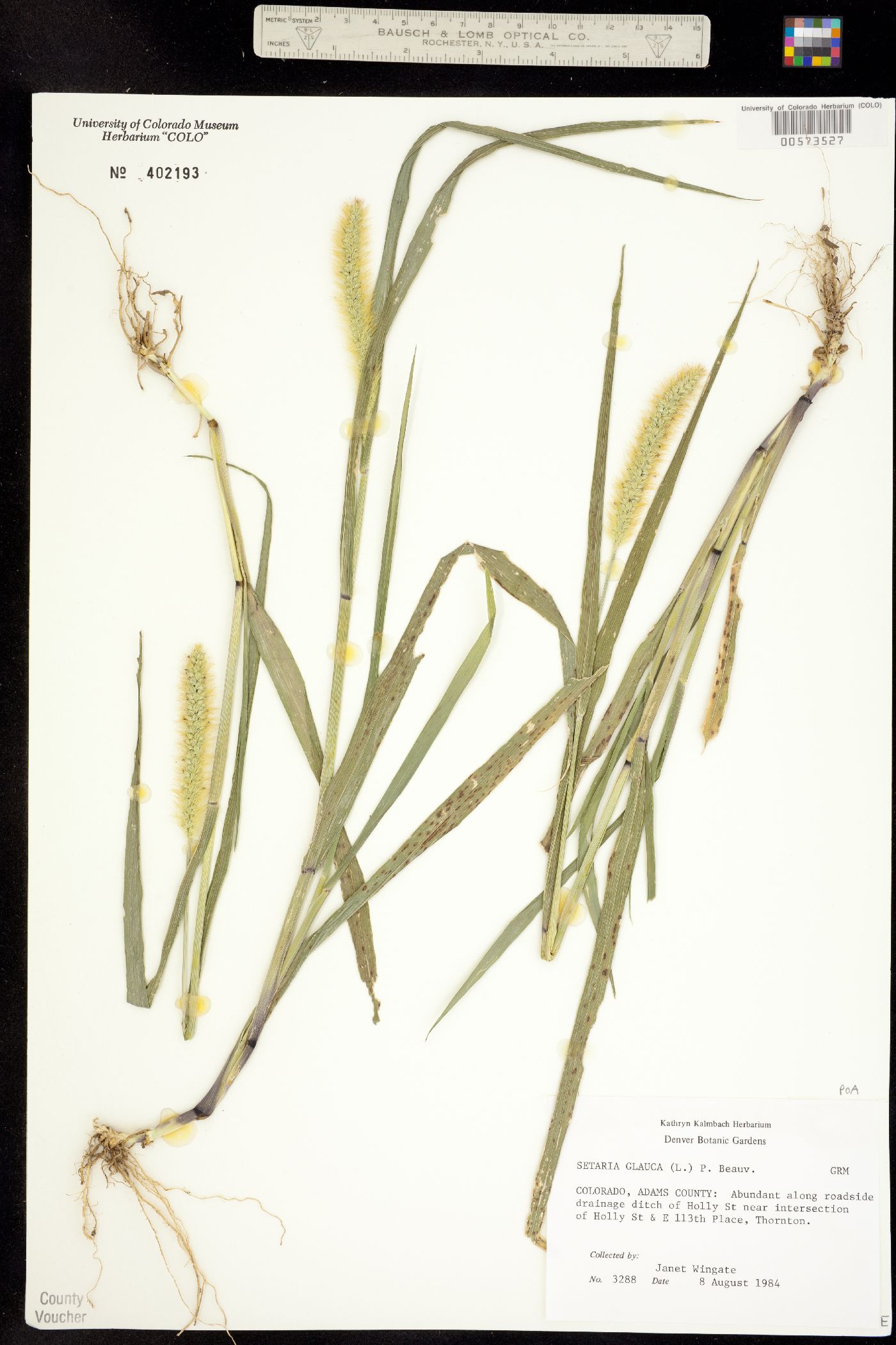 Setaria glauca image