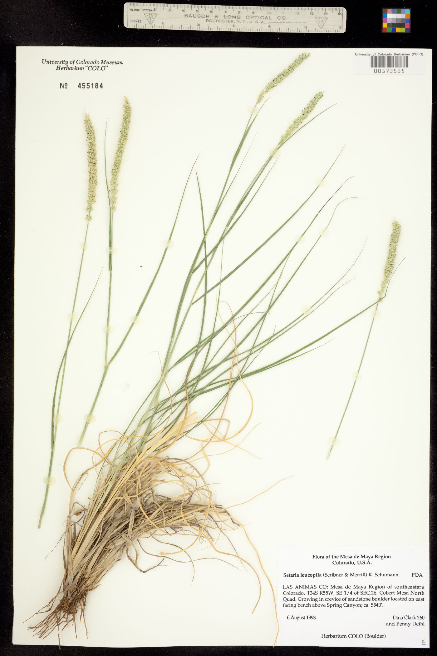 Setaria leucopila image
