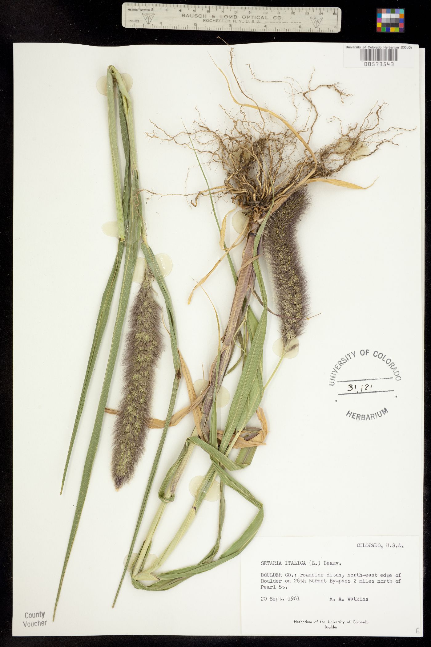 Setaria italica image