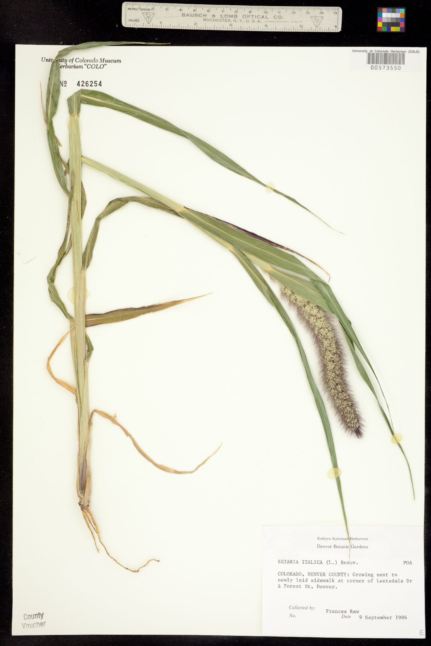 Setaria italica image