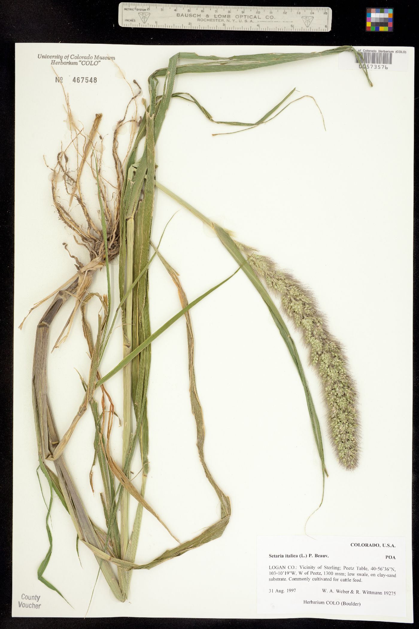 Setaria italica image