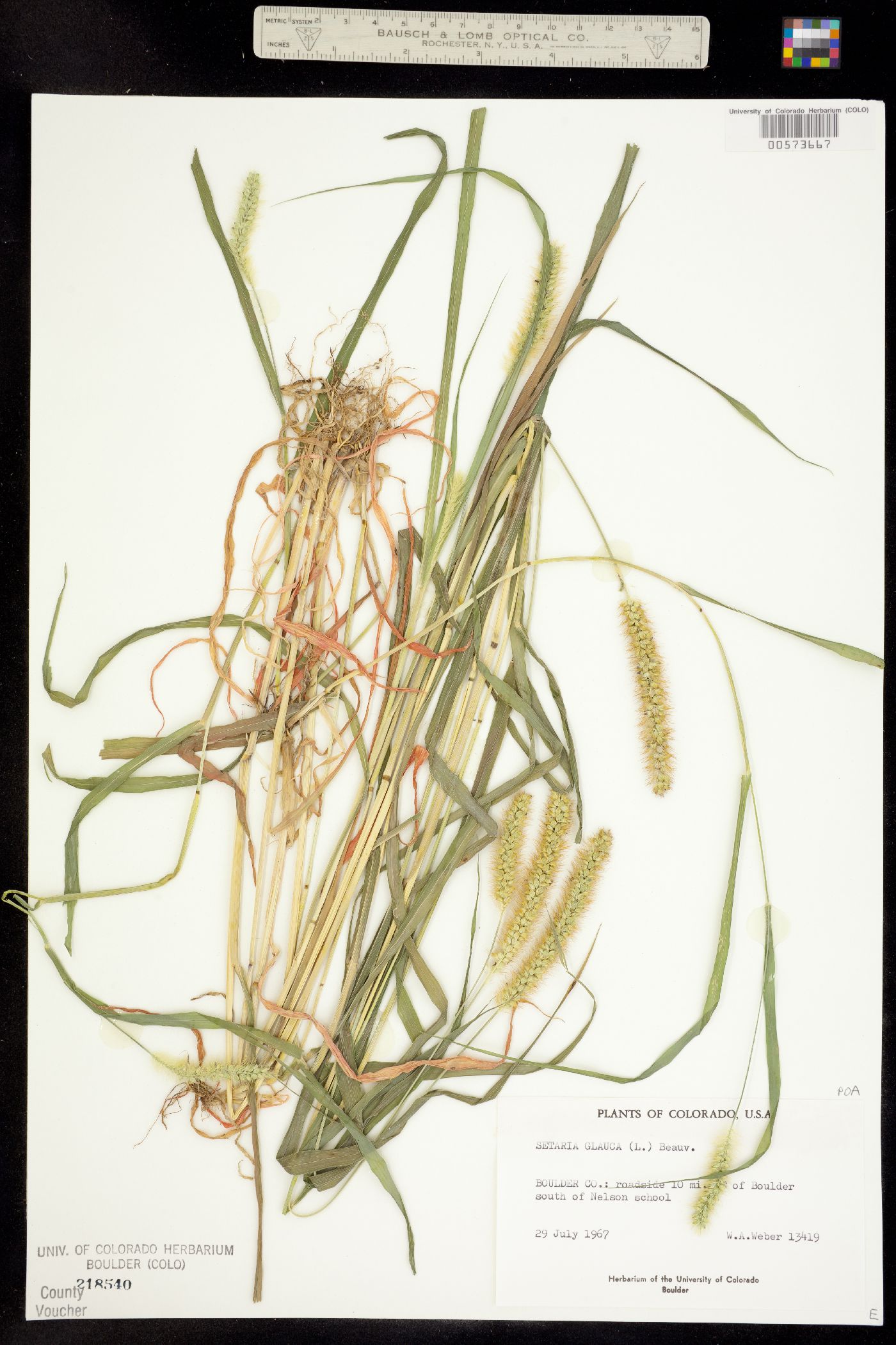 Setaria glauca image