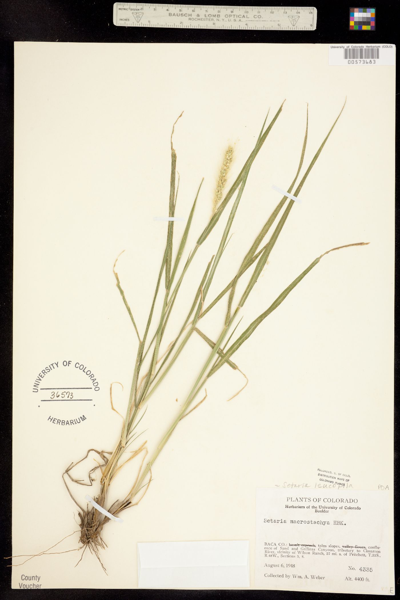 Setaria leucopila image