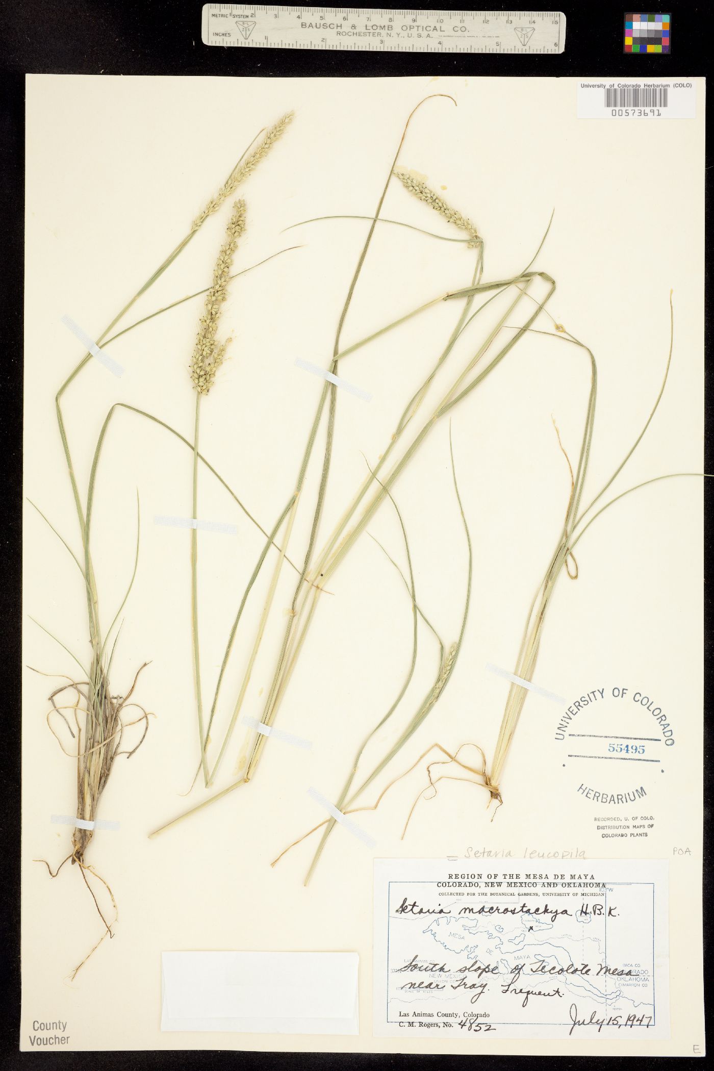 Setaria leucopila image