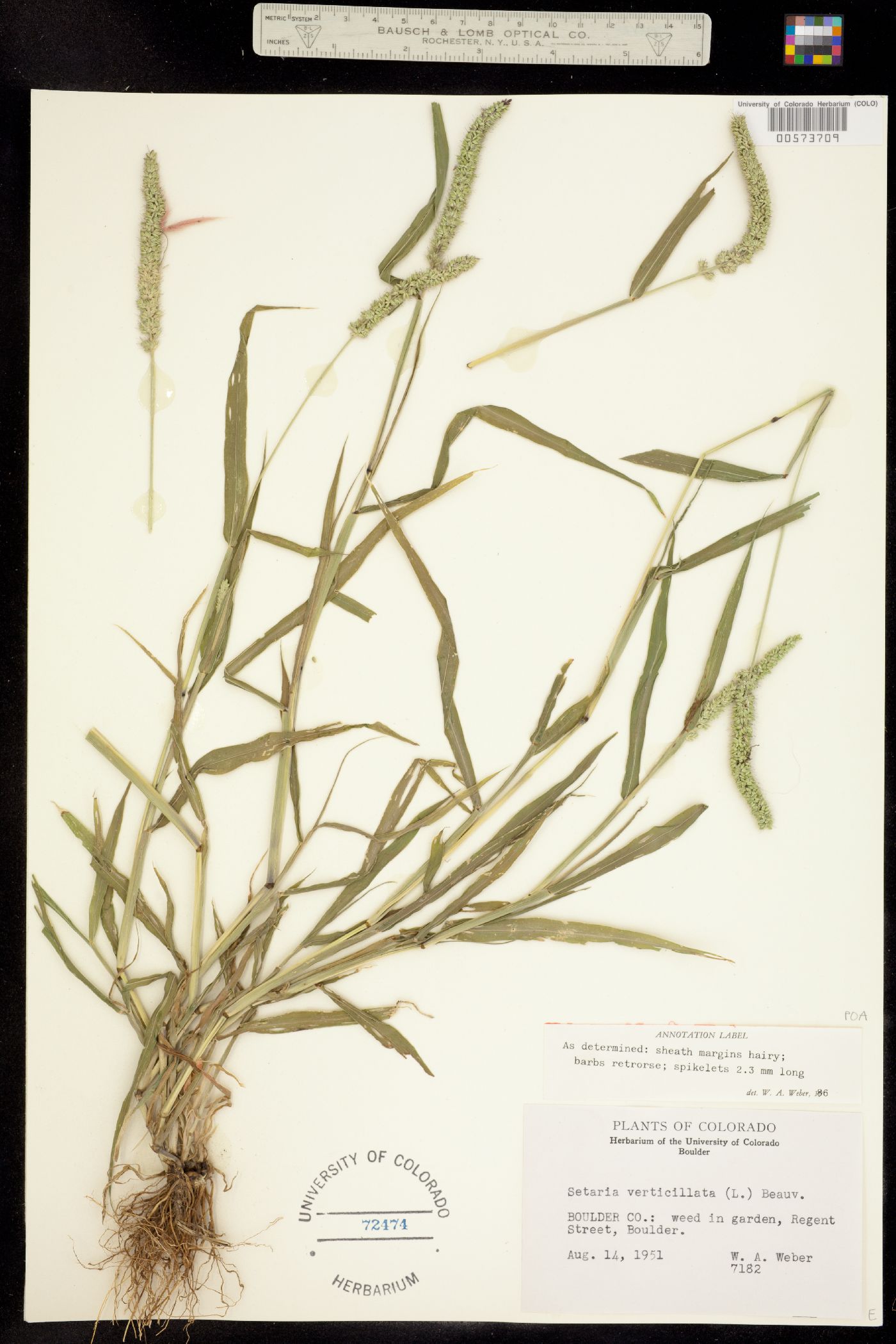 Setaria verticillata image