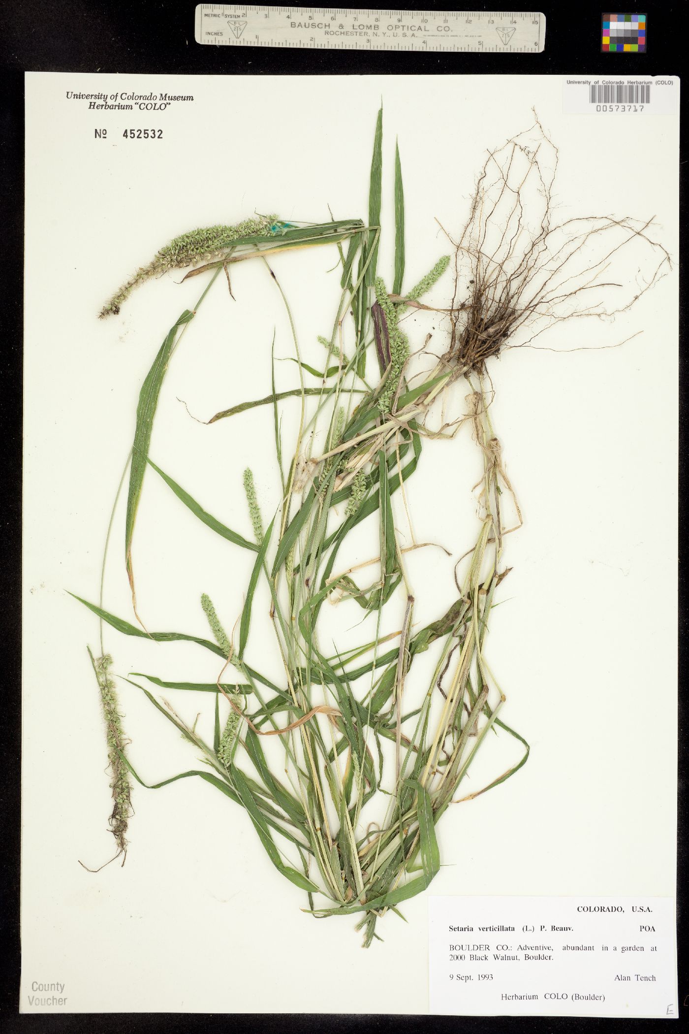 Setaria verticillata image