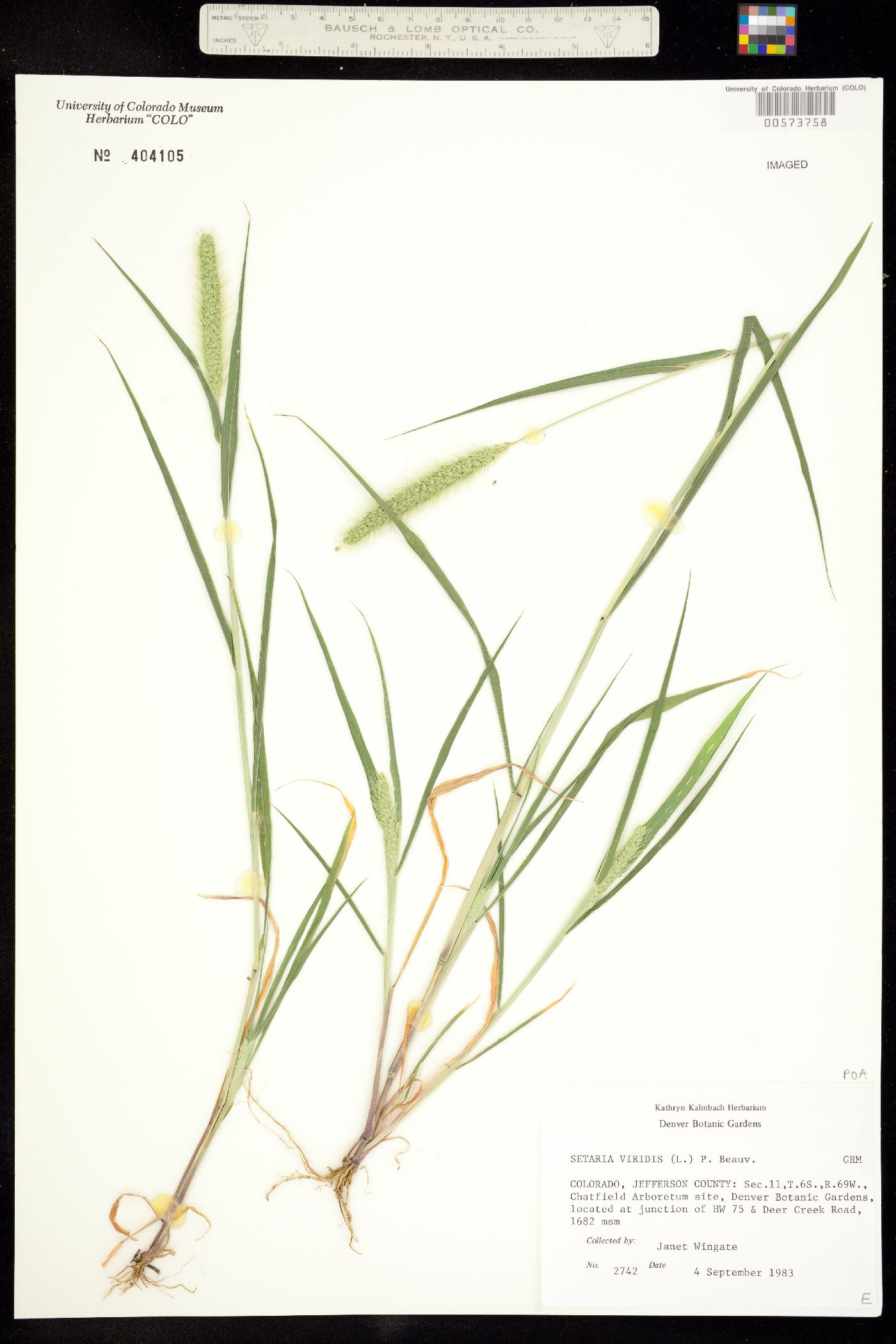 Setaria viridis image