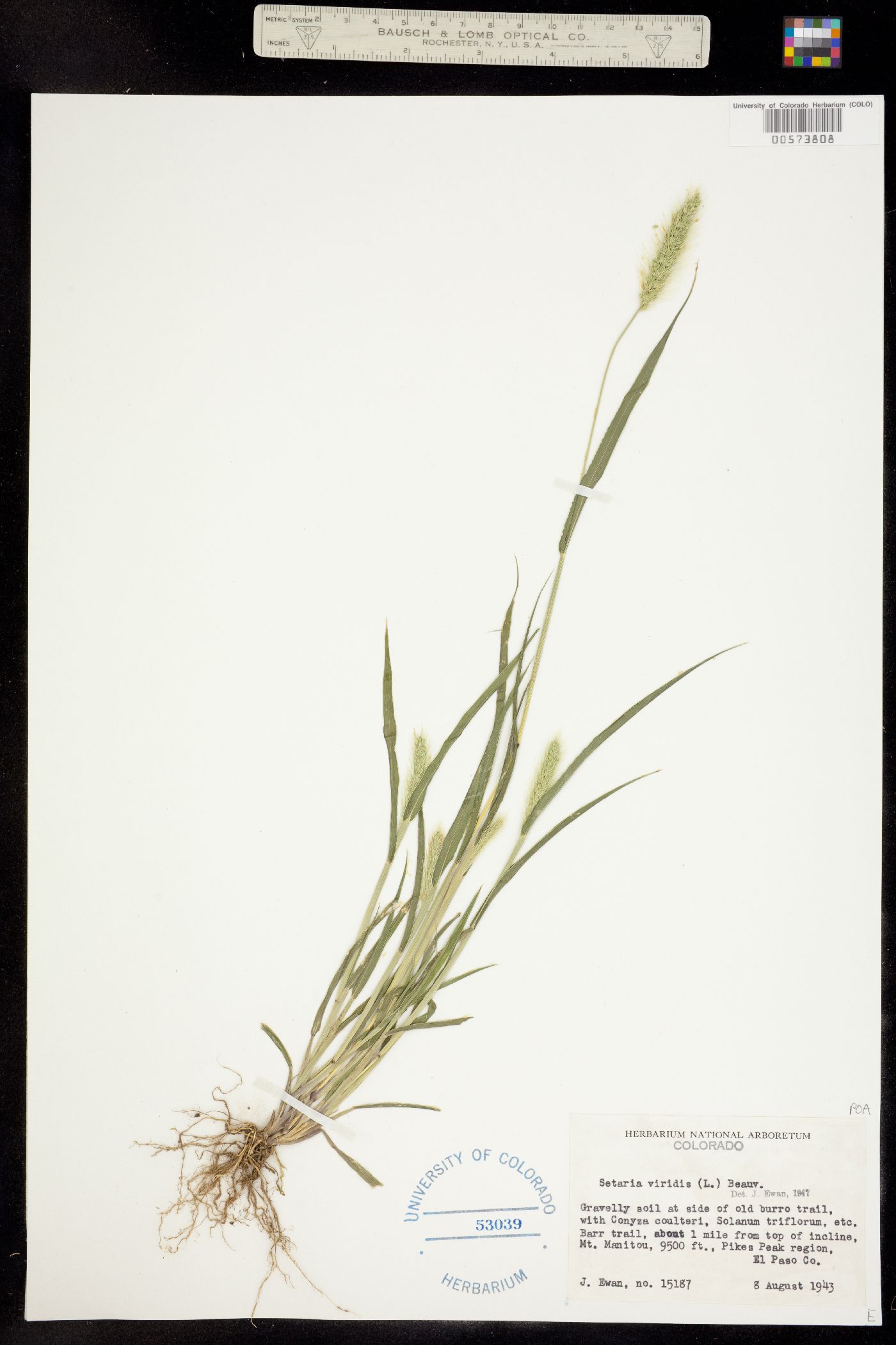 Setaria viridis image