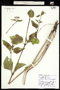 Image of Mirabilis nyctaginea