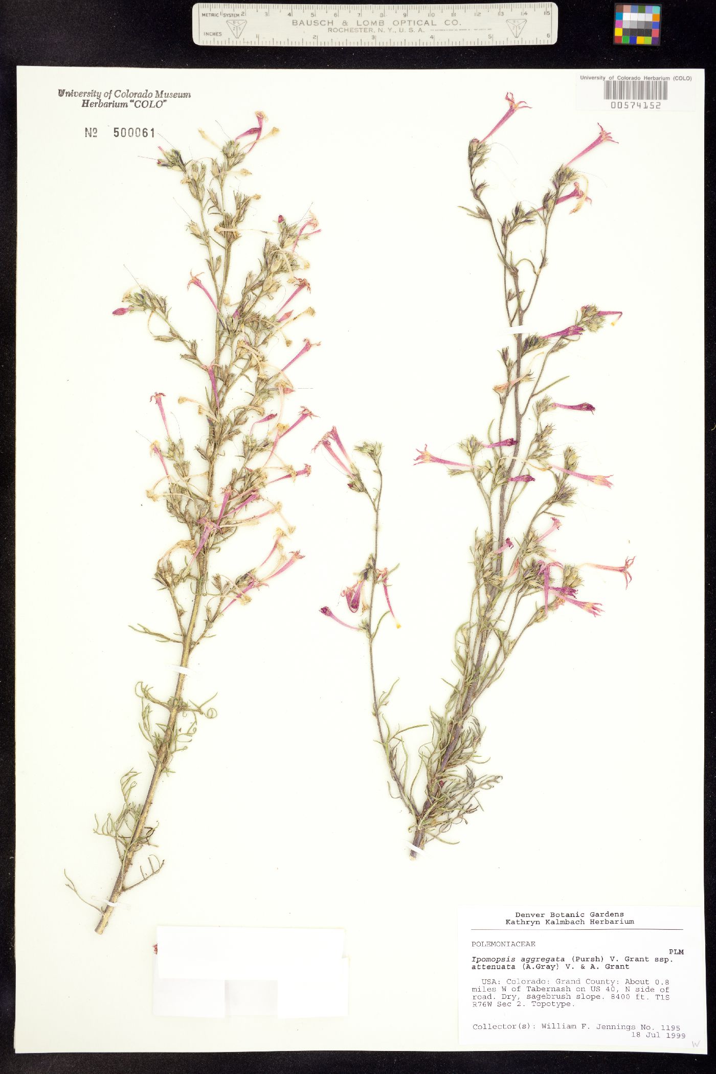 Ipomopsis aggregata ssp. attenuata image