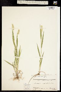 Setaria viridis image