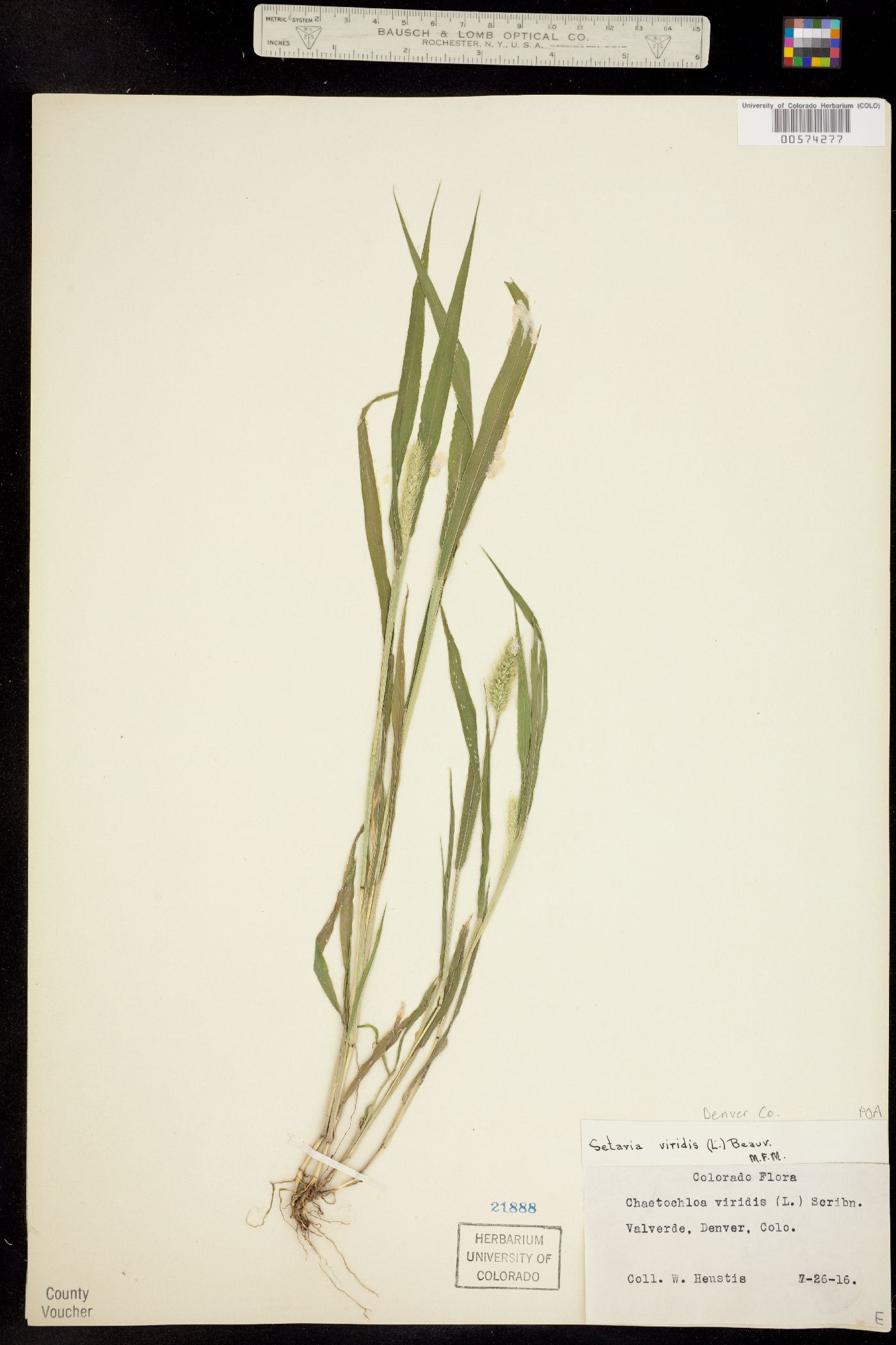 Setaria viridis image