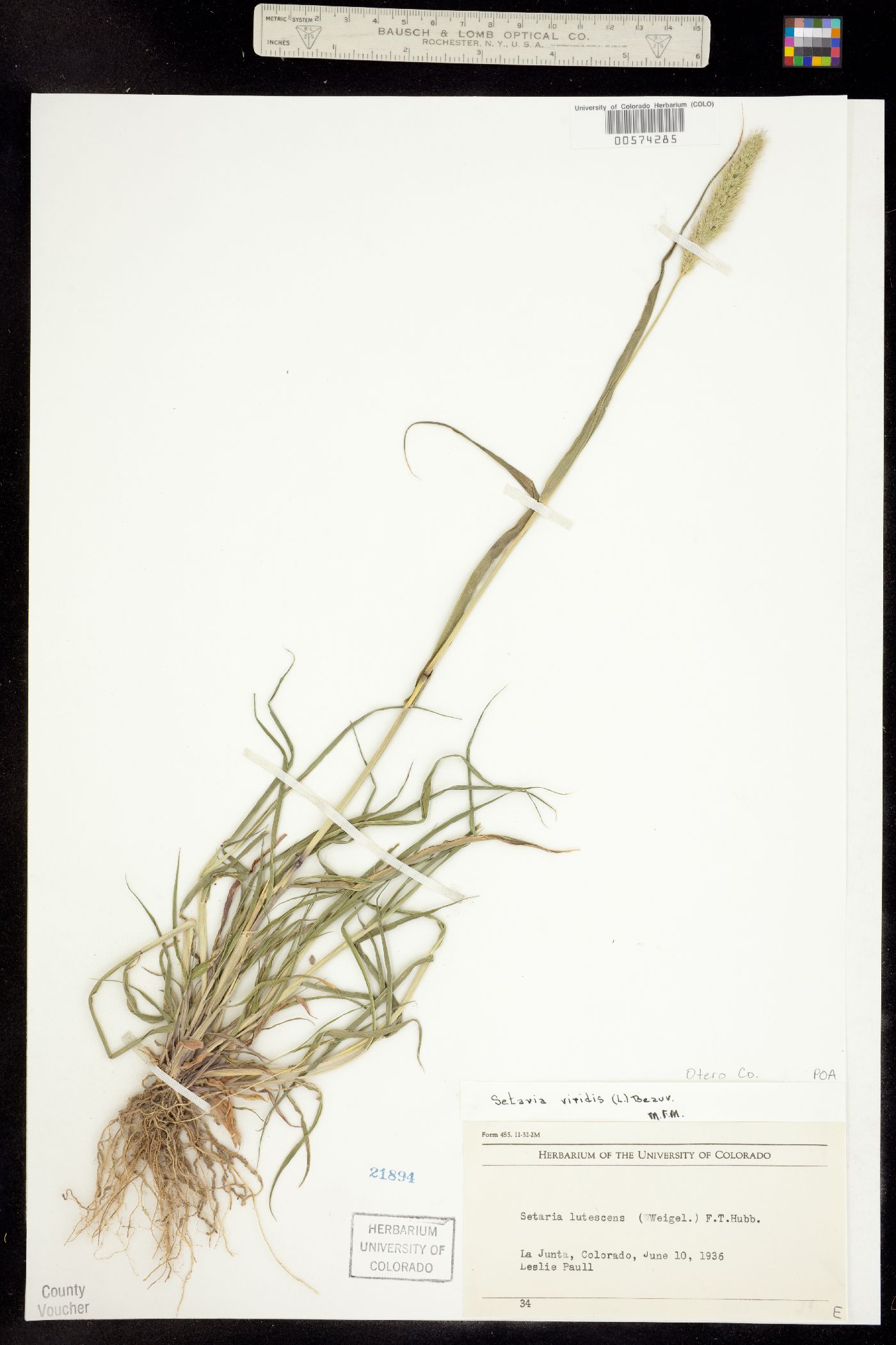 Setaria viridis image