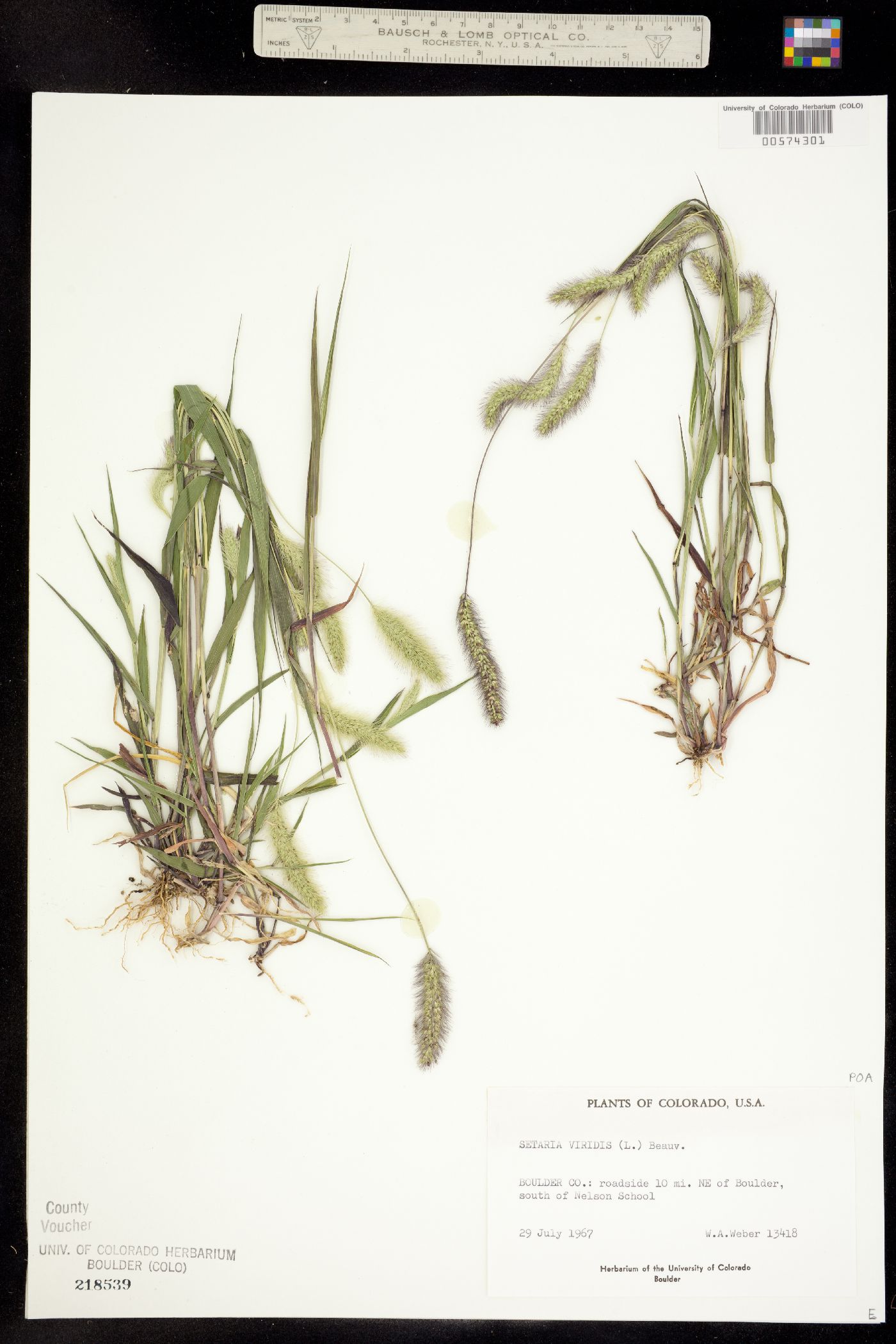 Setaria viridis image