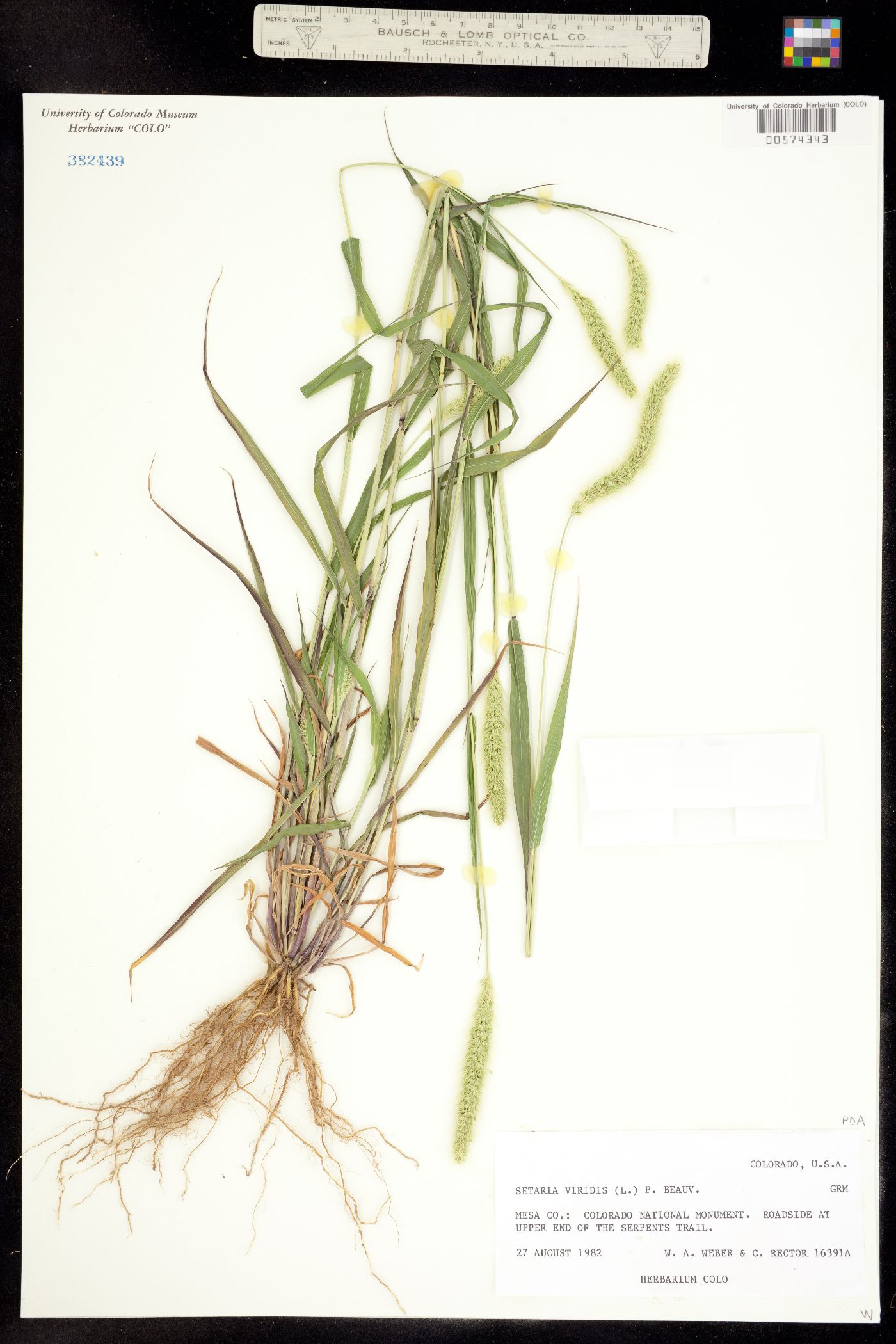 Setaria viridis image