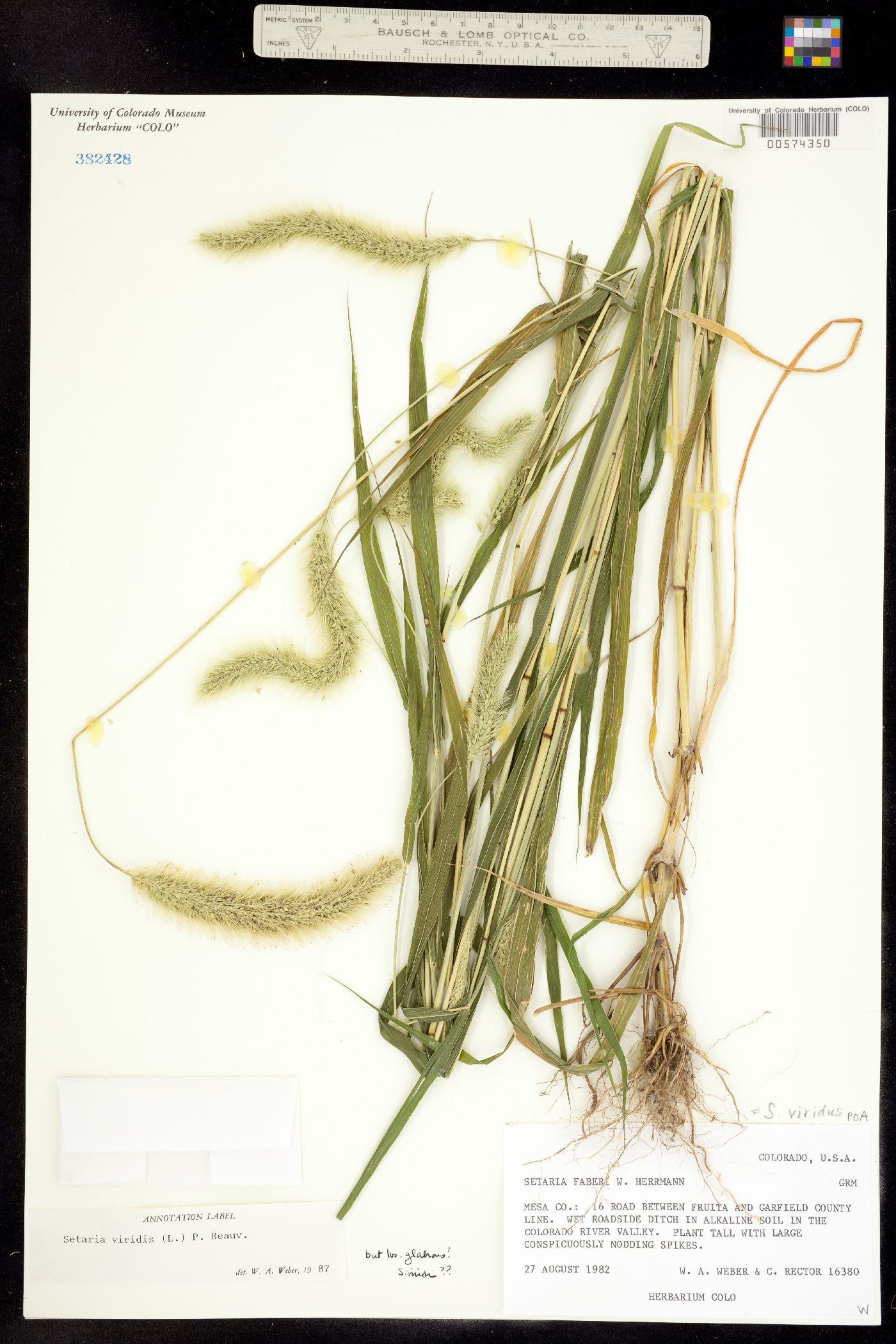 Setaria viridis image