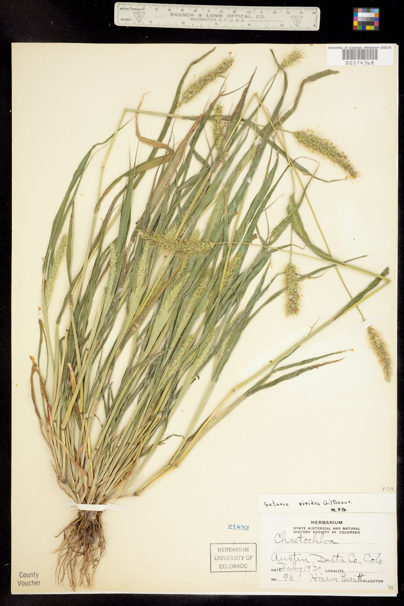 Setaria viridis image