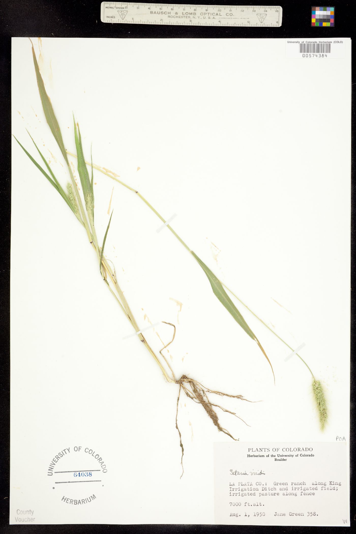 Setaria viridis image