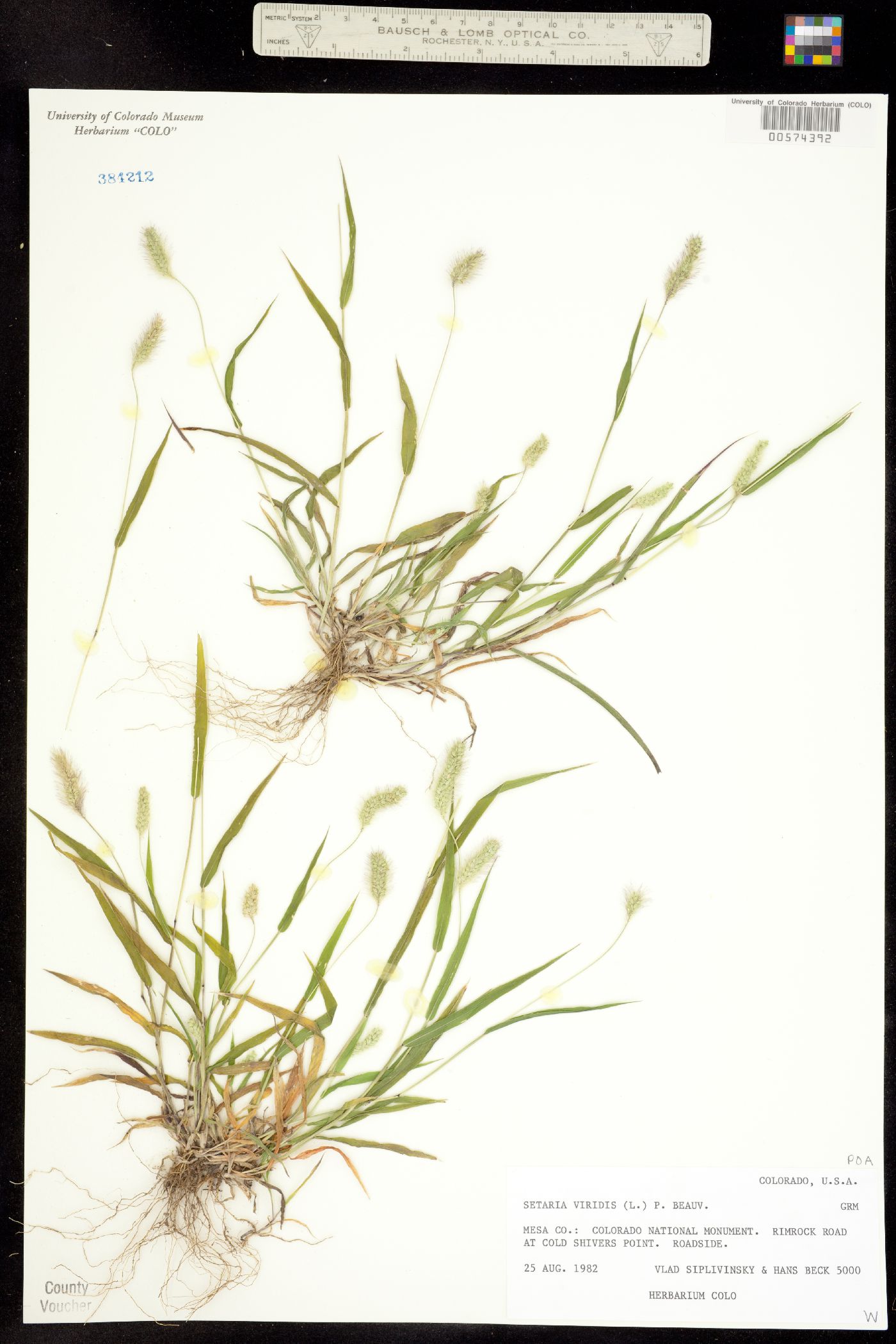 Setaria viridis image