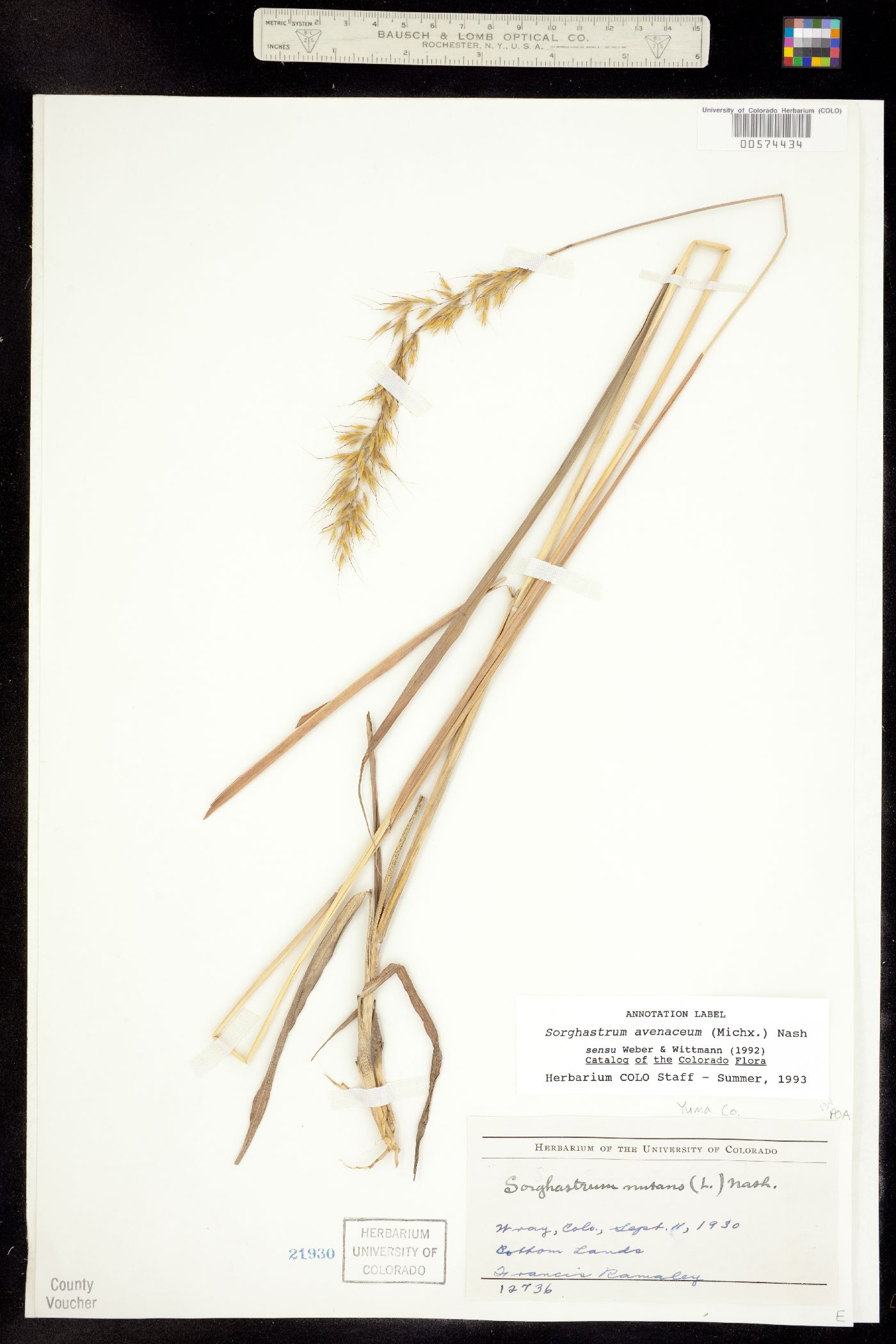 Sorghastrum nutans image