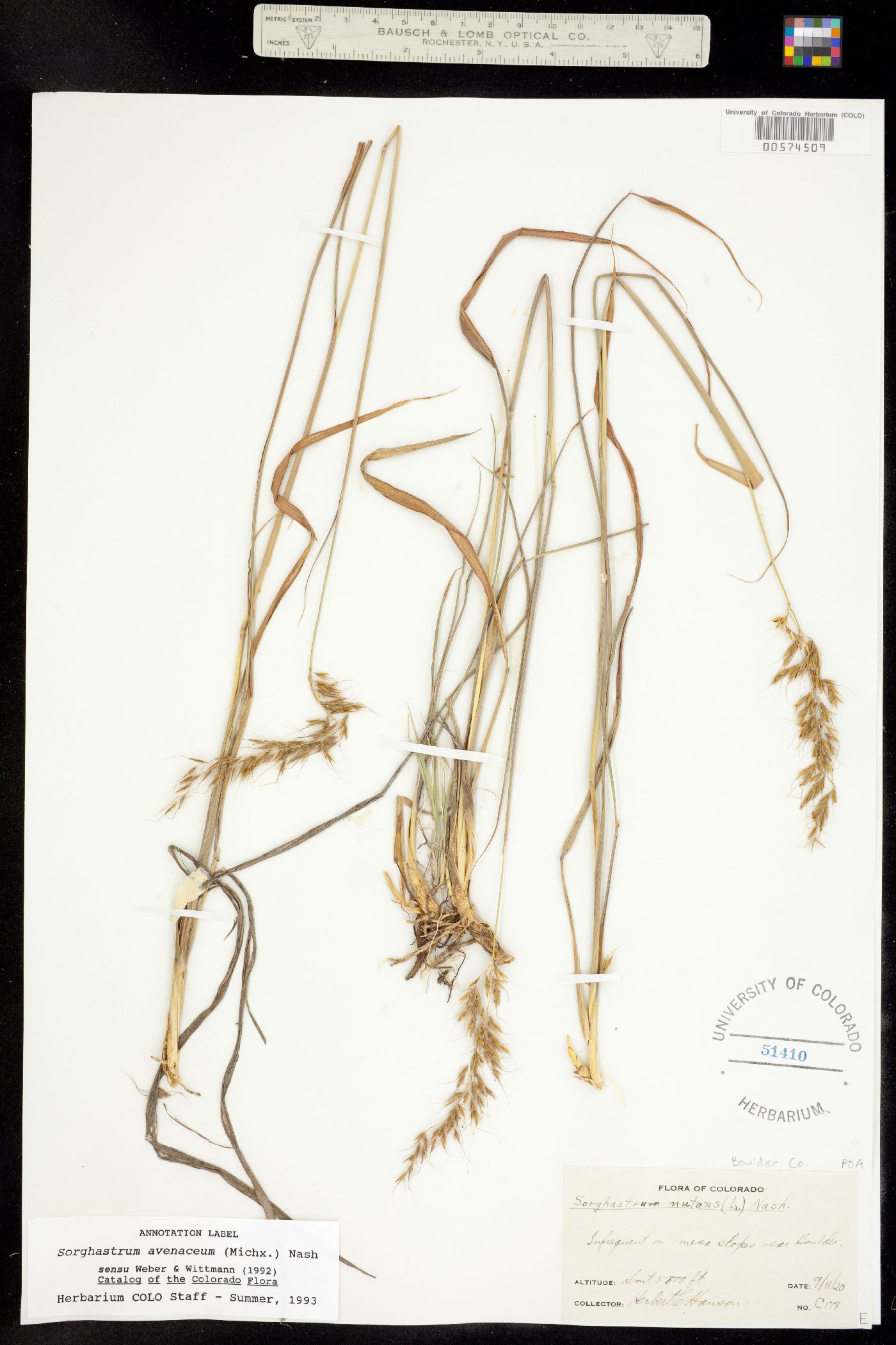 Sorghastrum nutans image