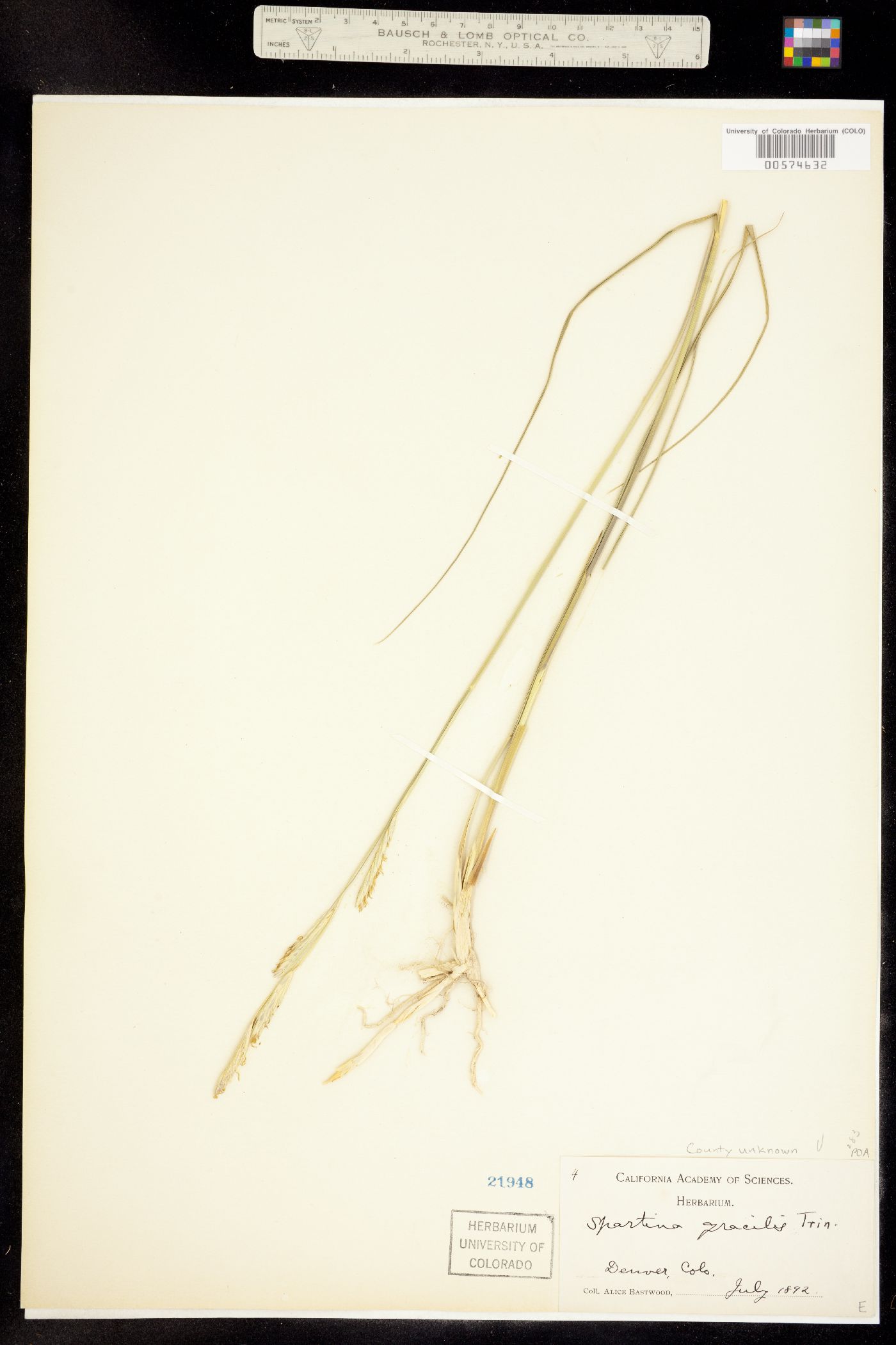 Spartina gracilis image