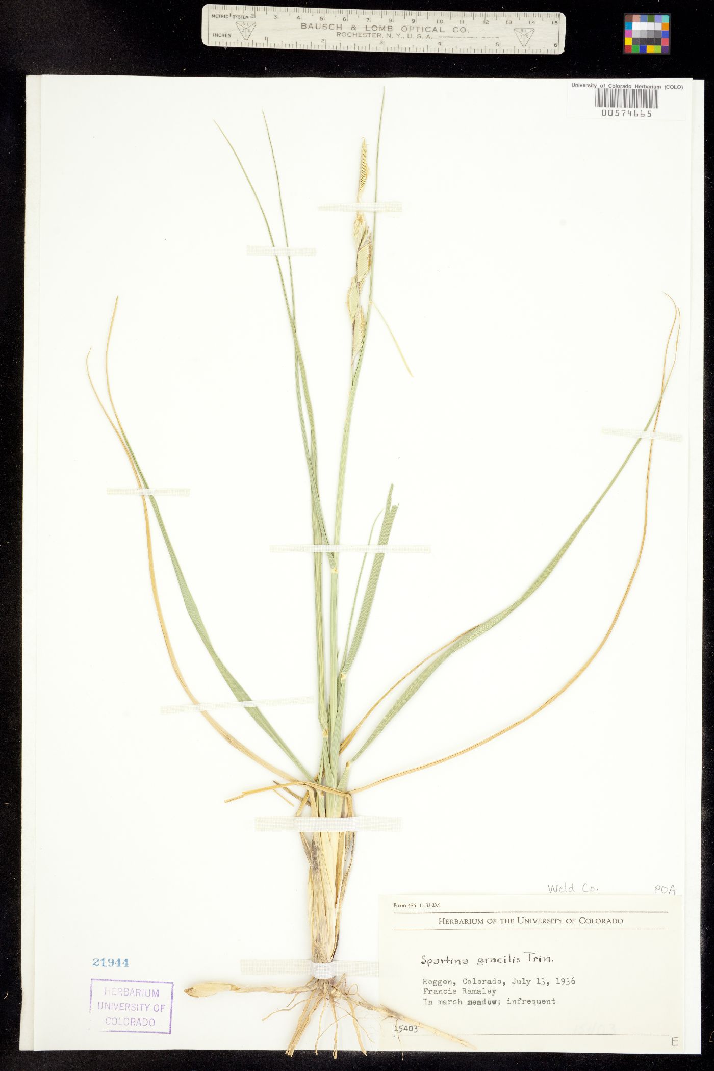 Spartina gracilis image