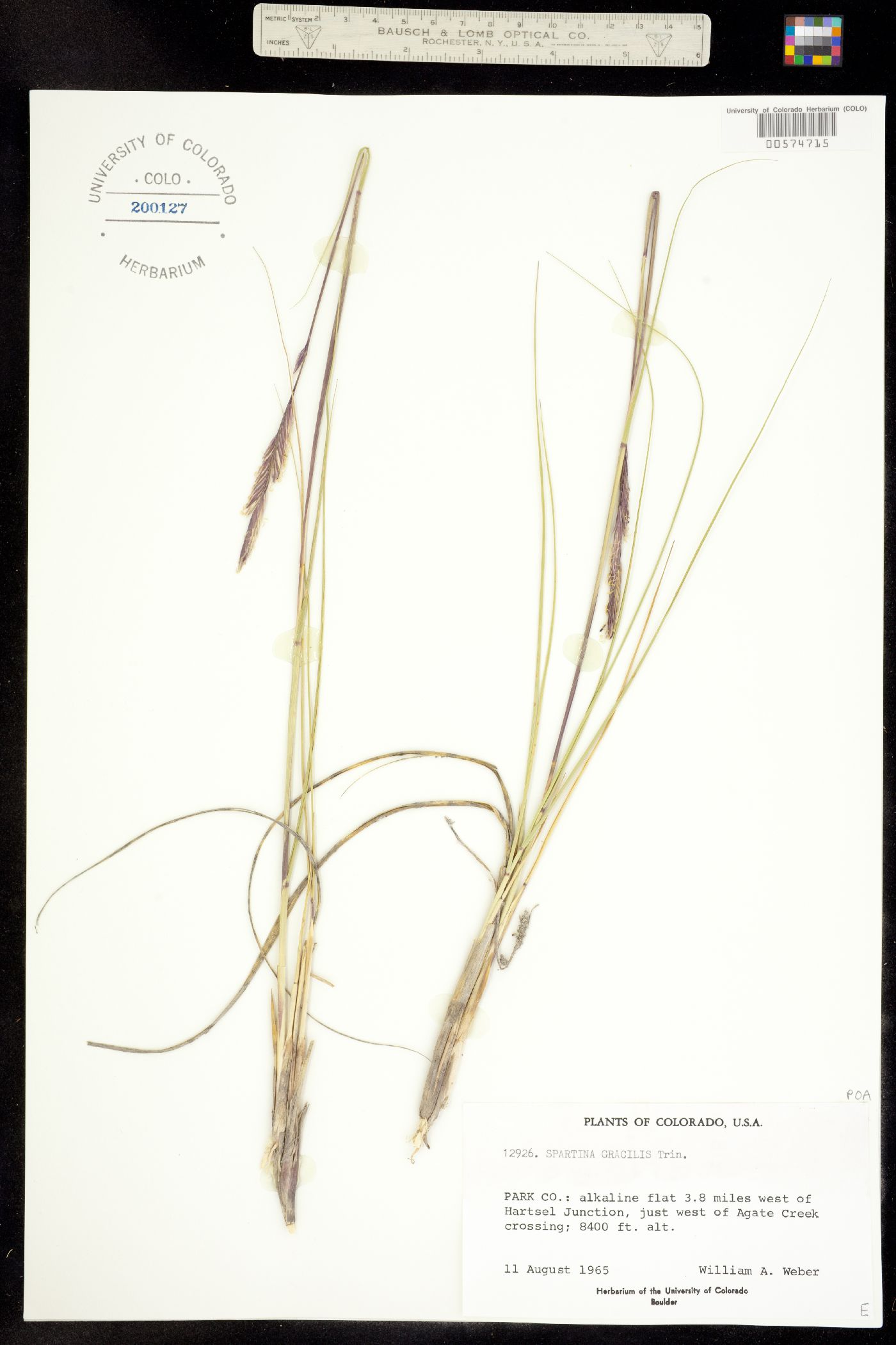 Spartina image