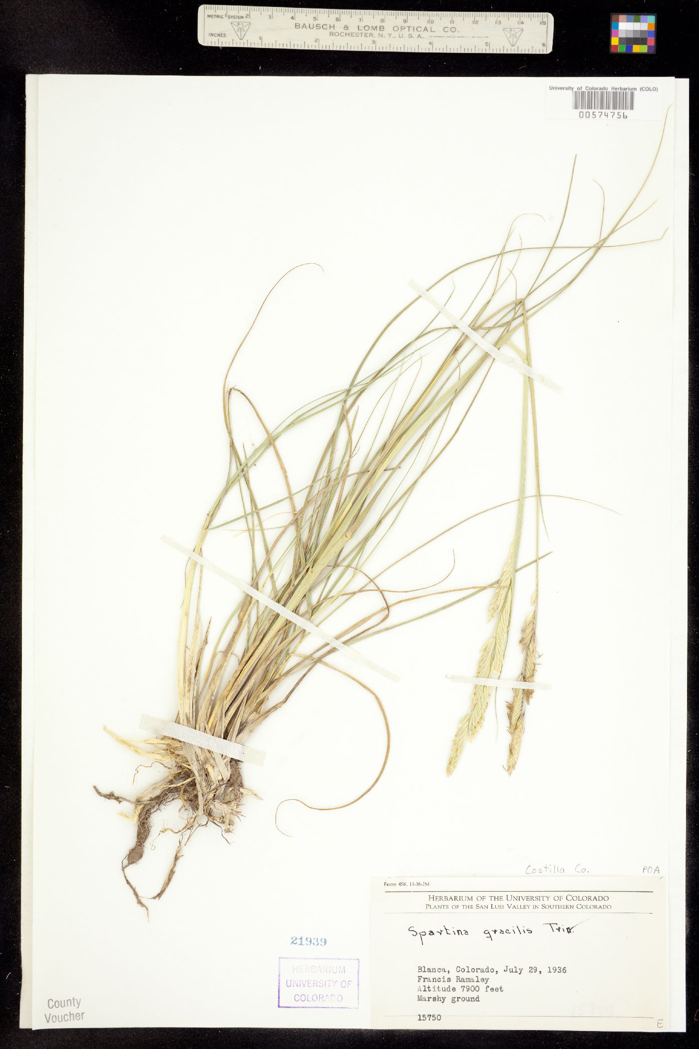 Spartina image