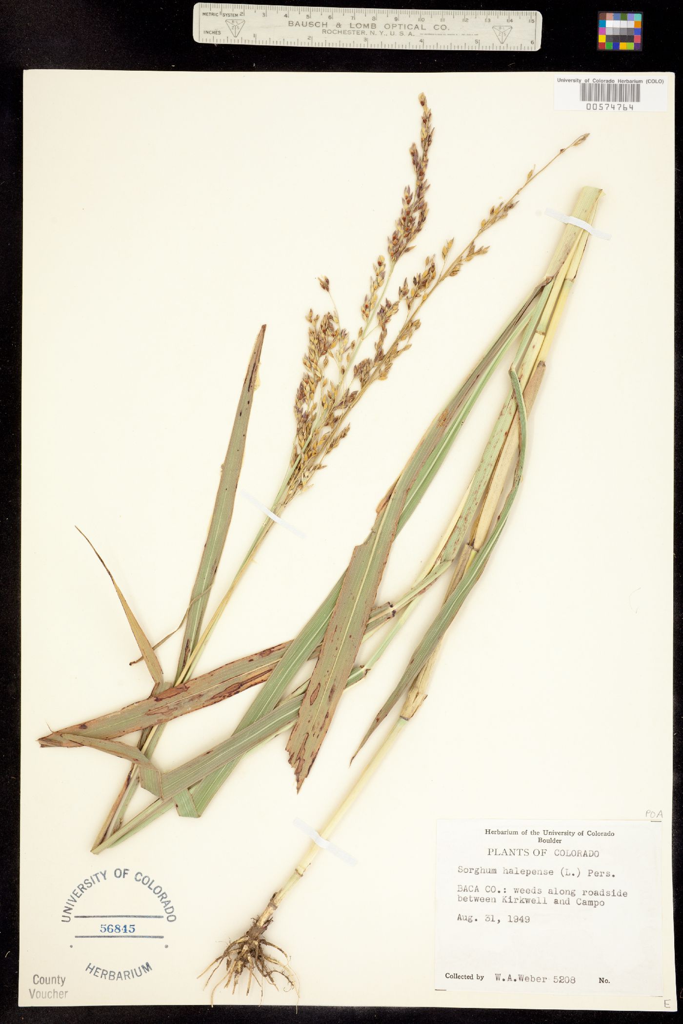 Sorghum halepense image