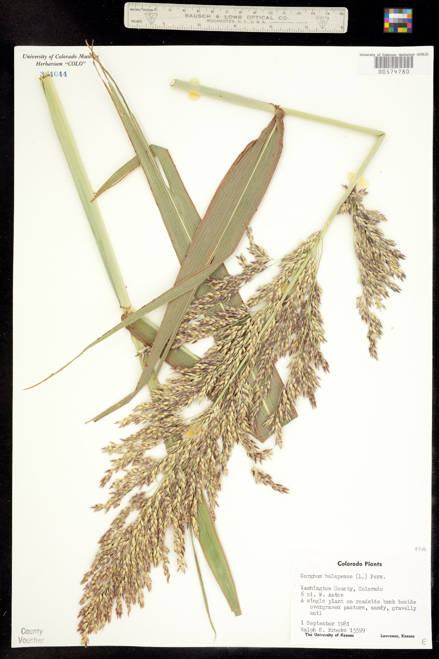 Sorghum halepense image