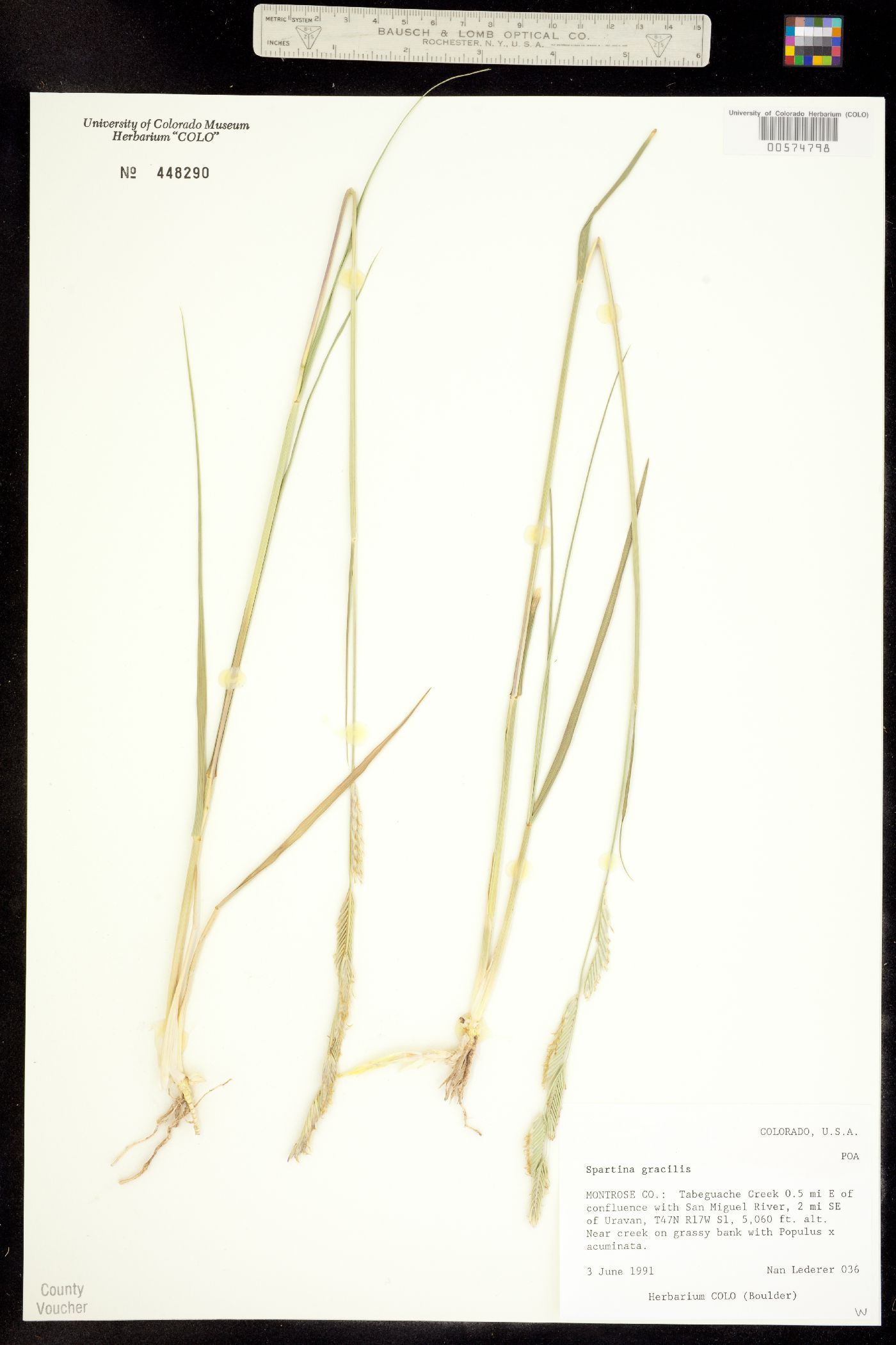 Spartina gracilis image