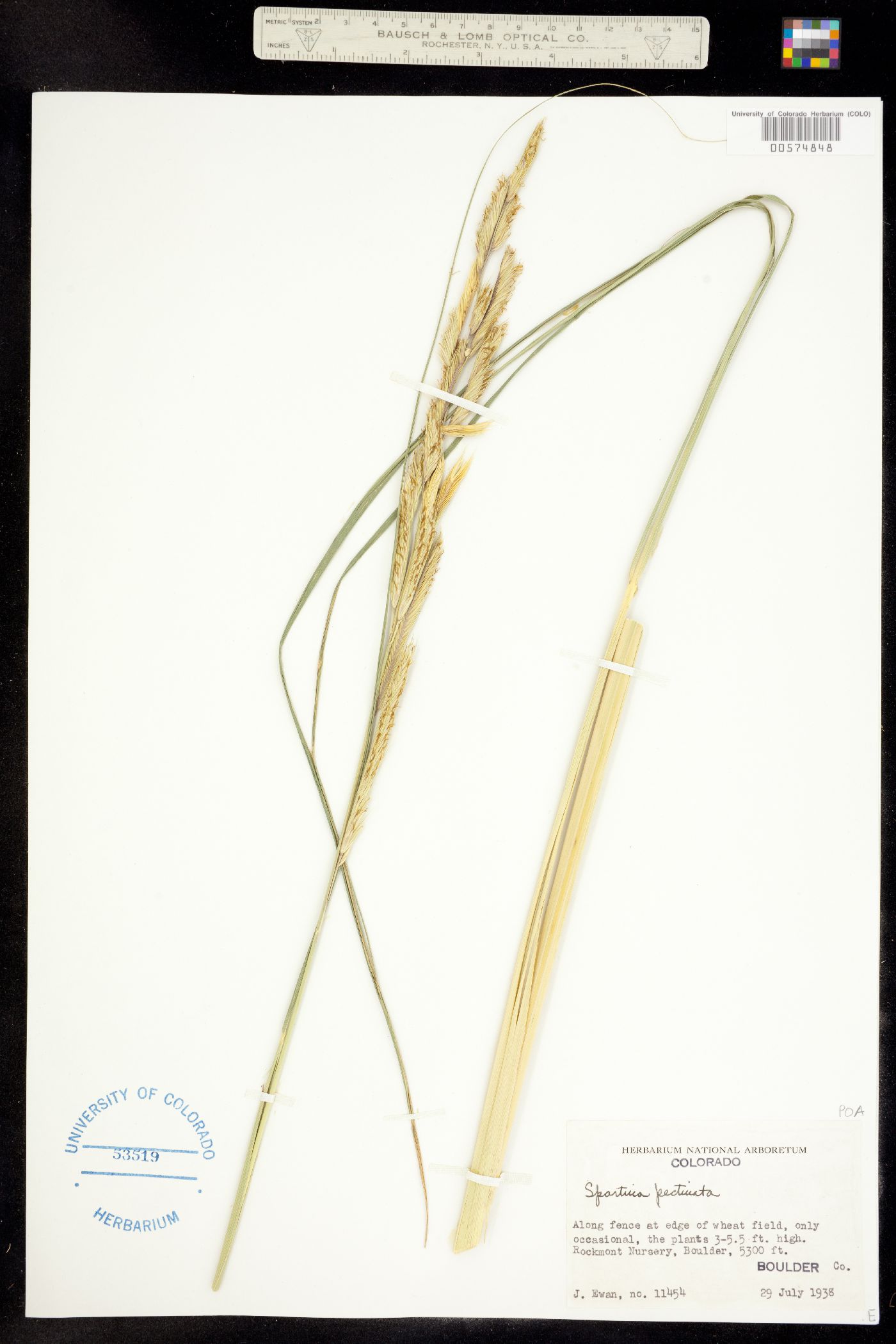 Spartina pectinata image