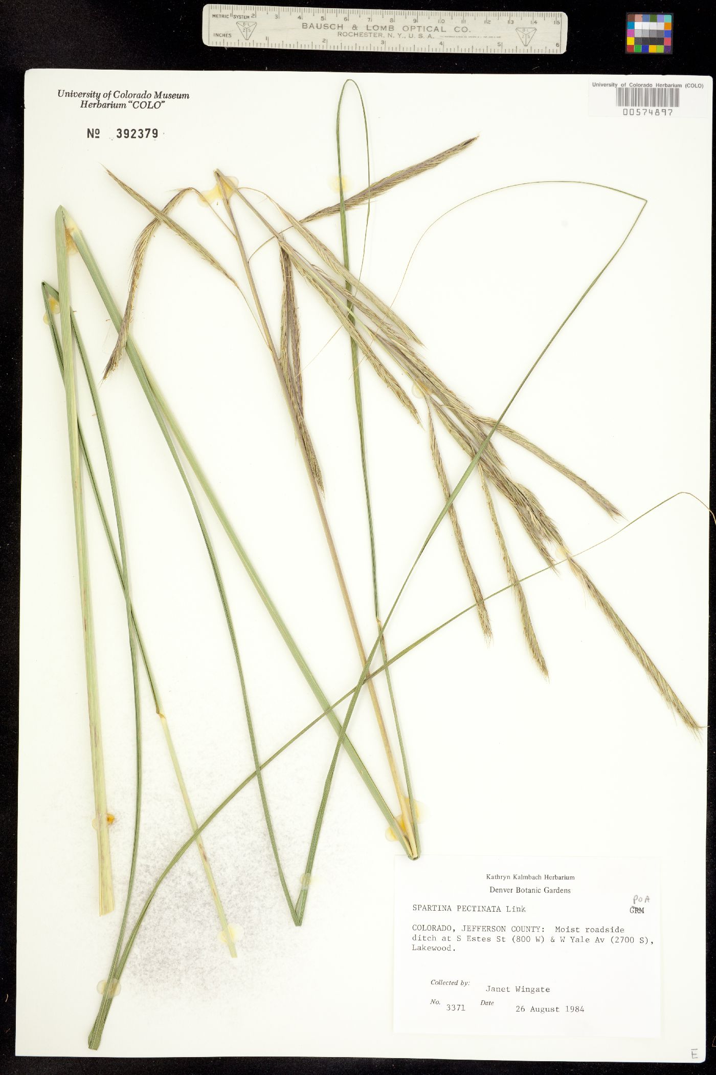Spartina image