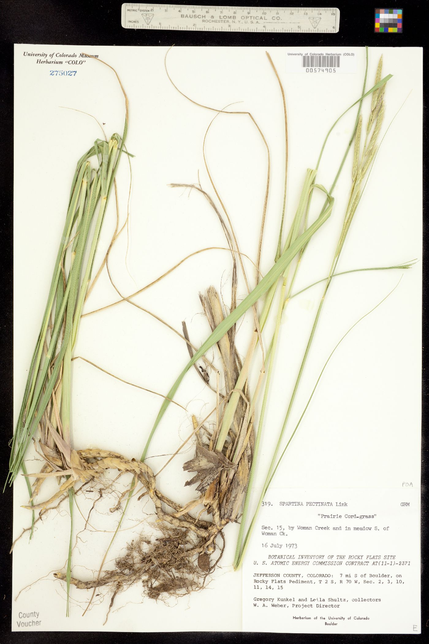 Spartina pectinata image