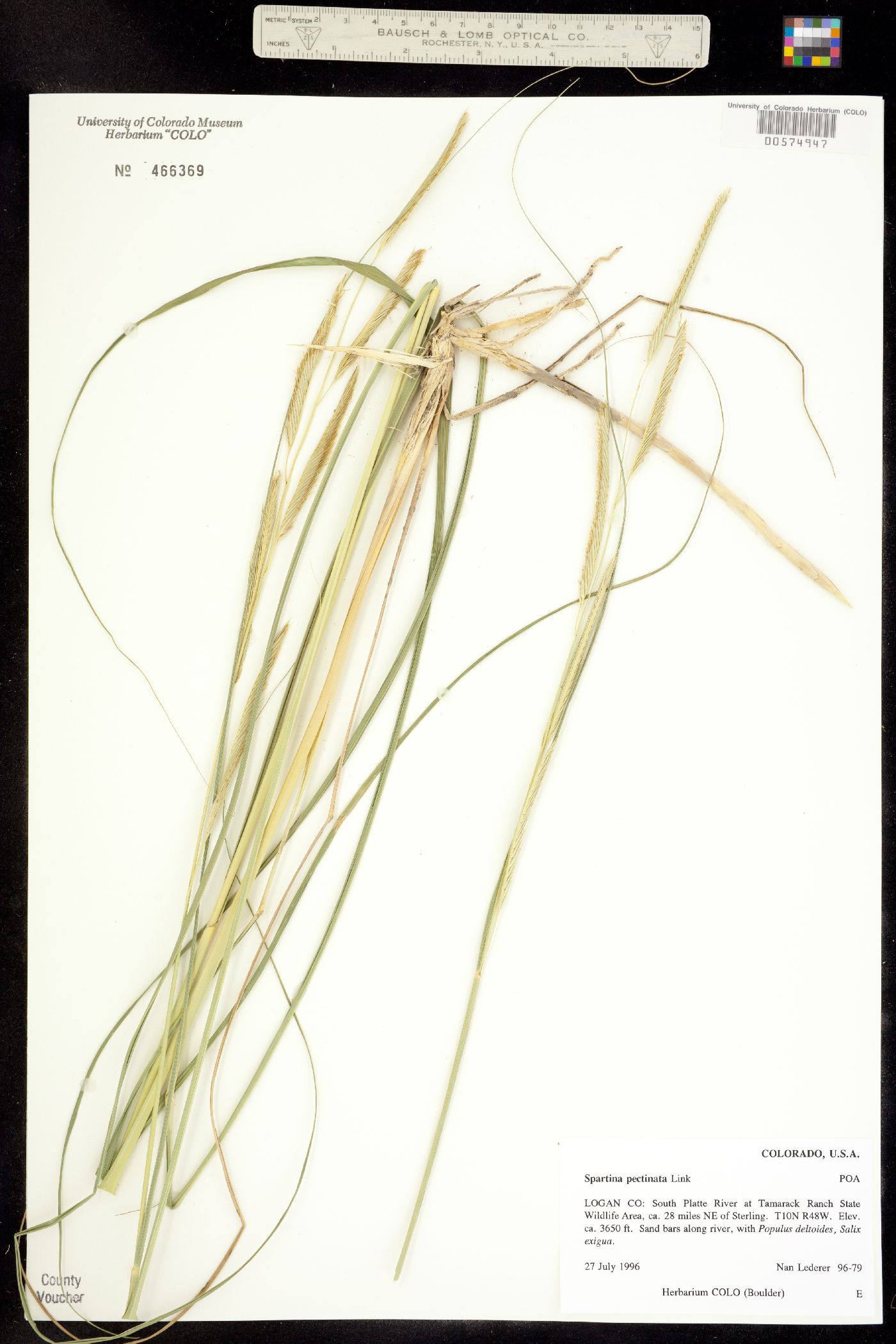 Spartina pectinata image