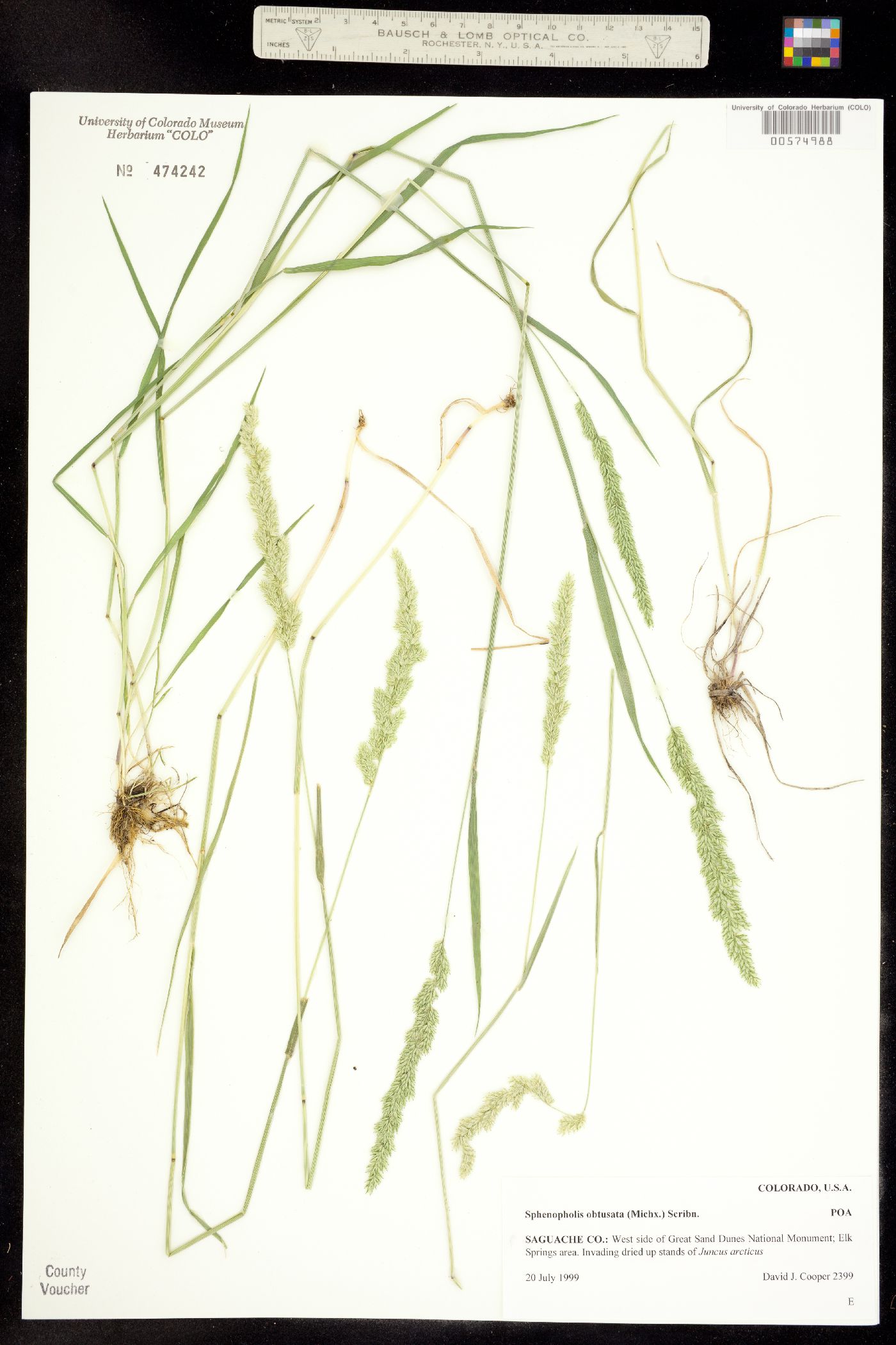 Sphenopholis image