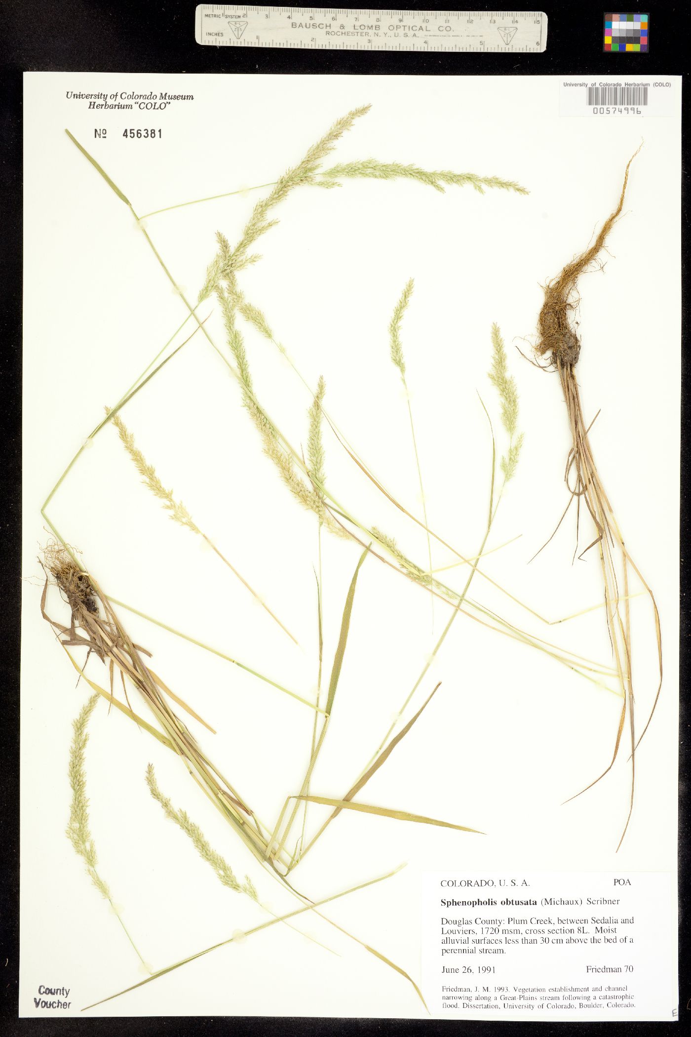 Sphenopholis obtusata image