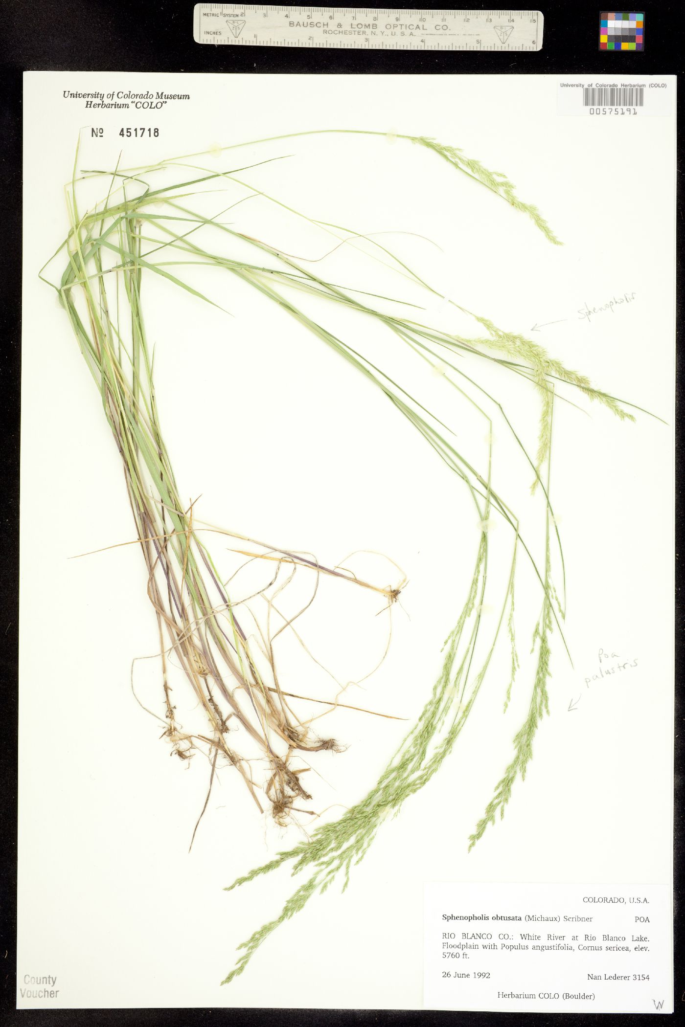 Sphenopholis obtusata image