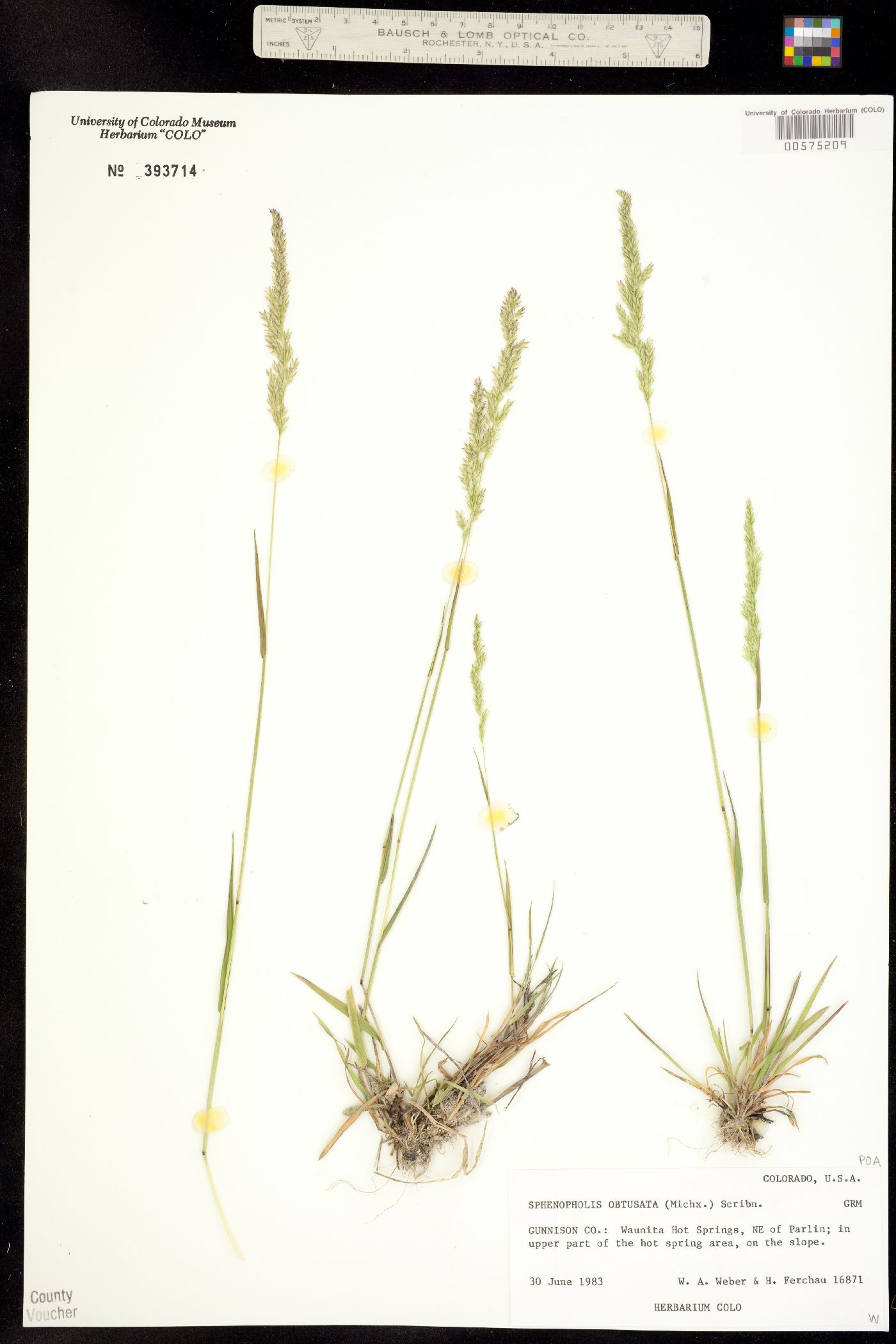 Sphenopholis obtusata image