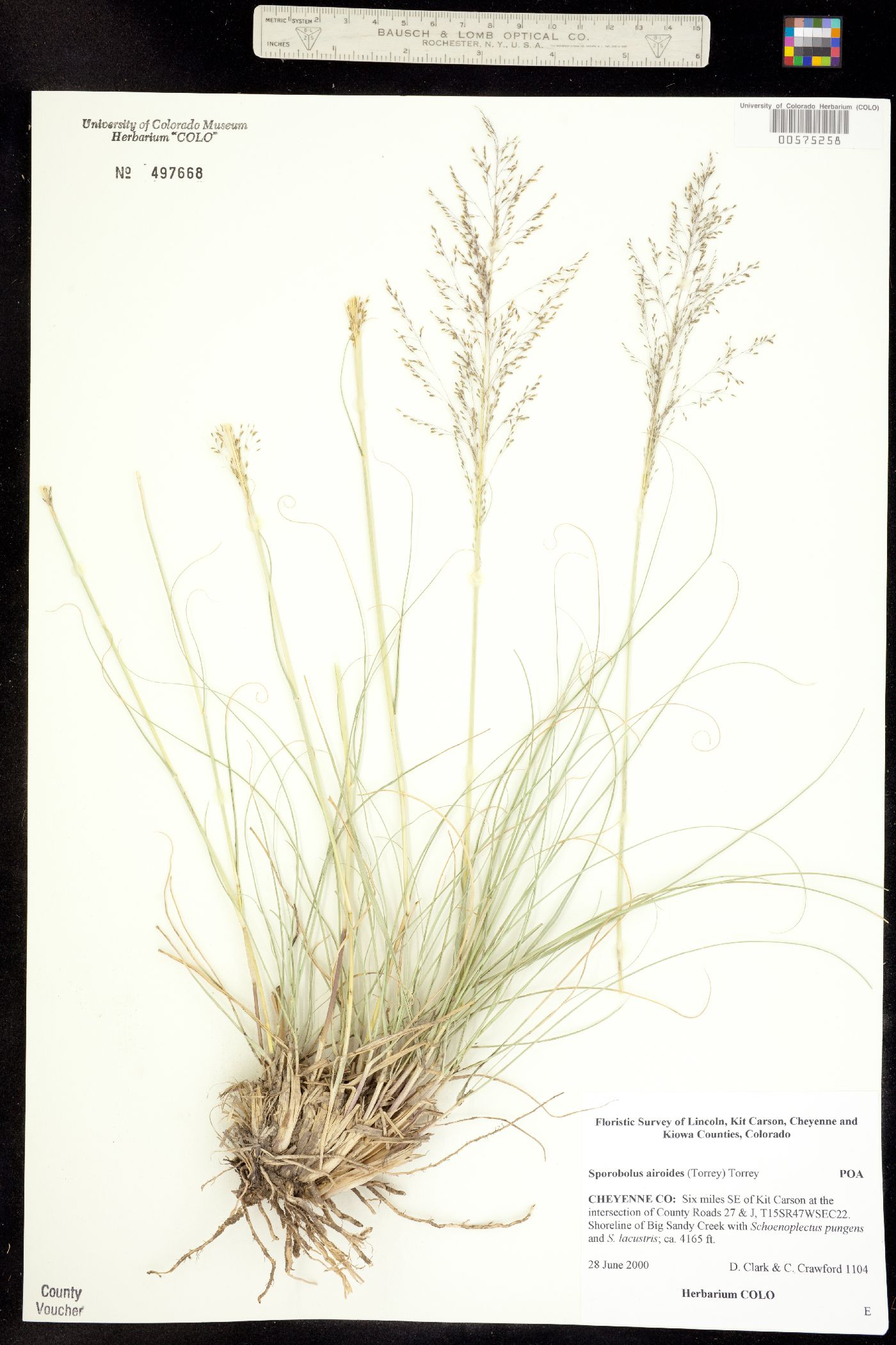 Sporobolus airoides image