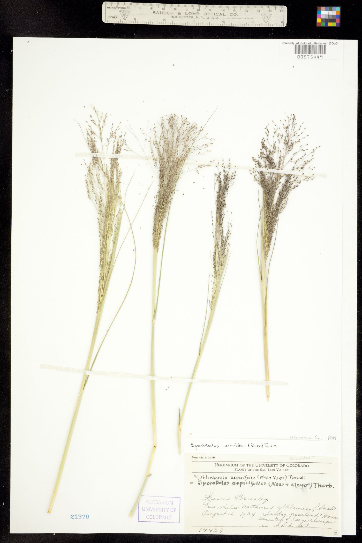 Sporobolus airoides image