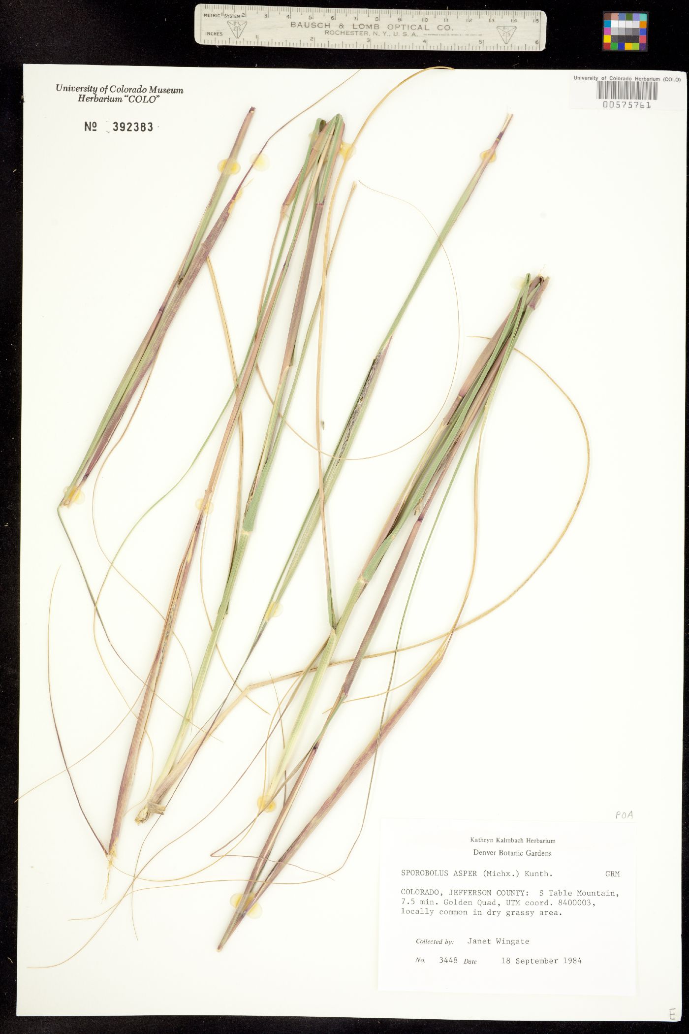Sporobolus image
