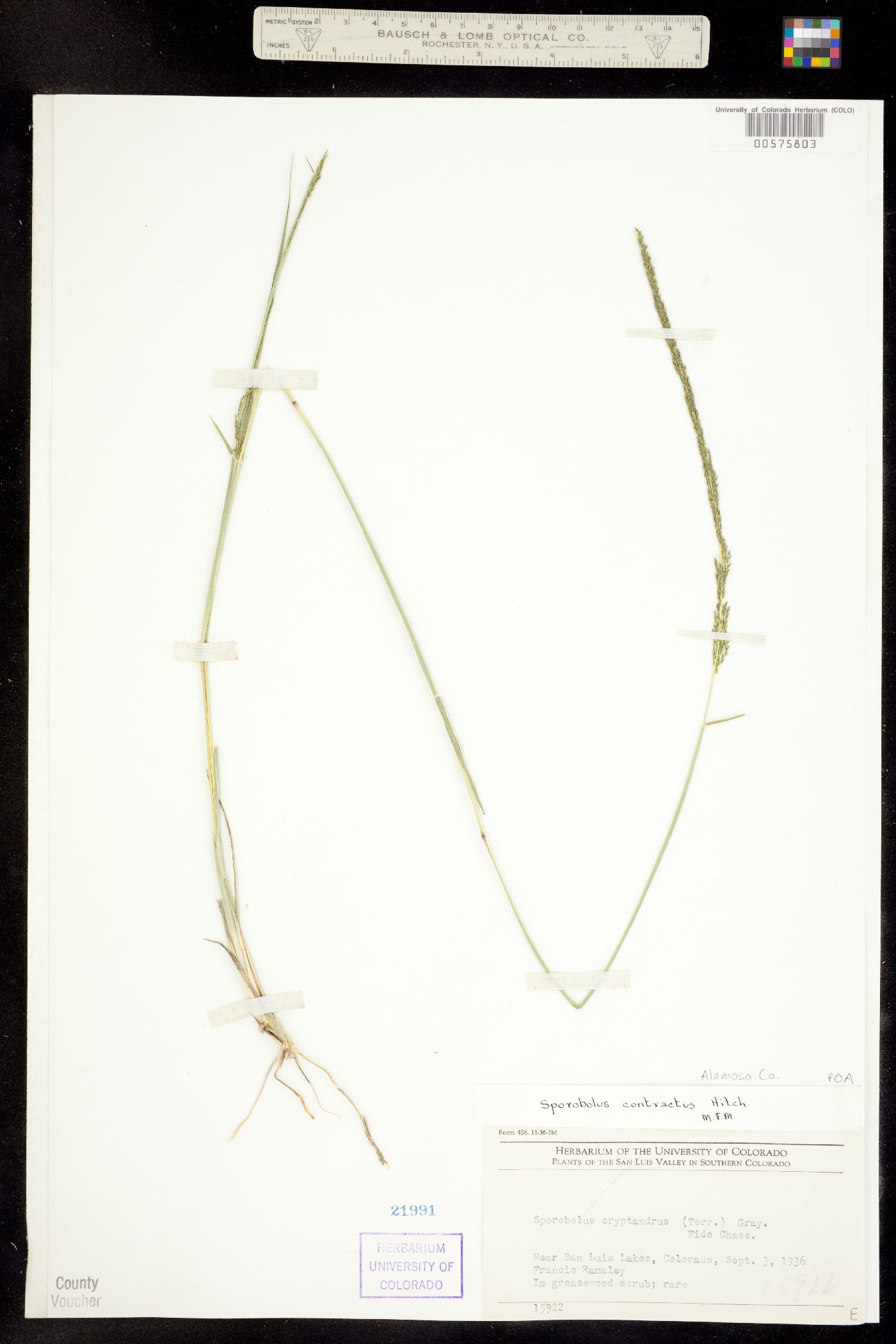 Sporobolus contractus image