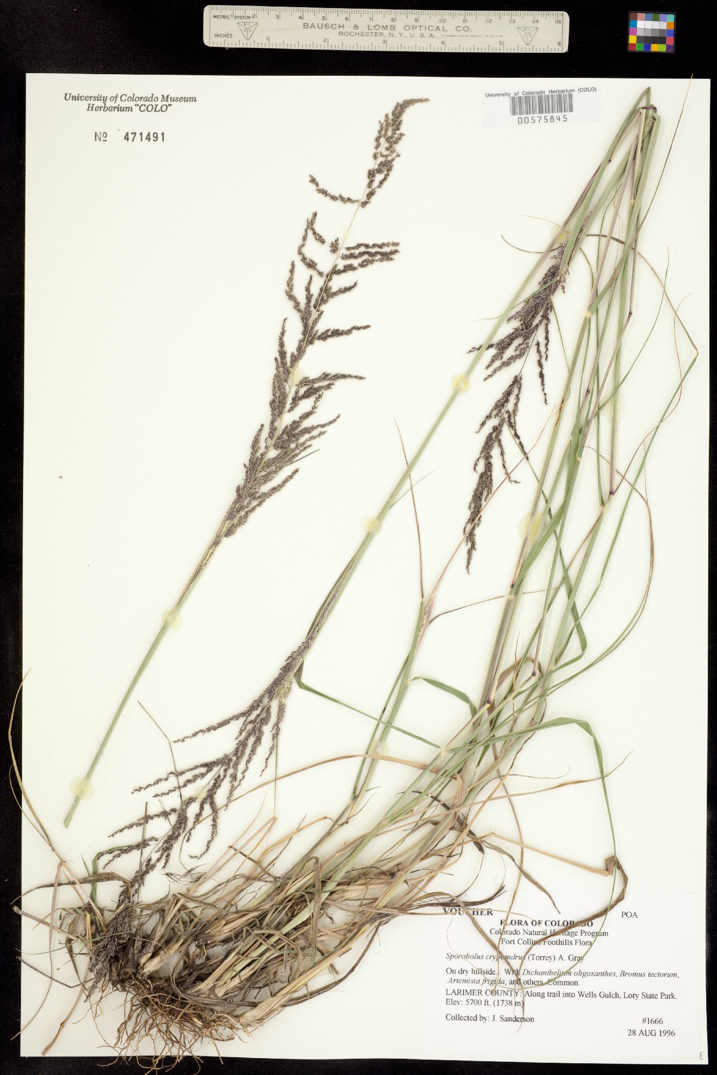 Sporobolus cryptandrus image